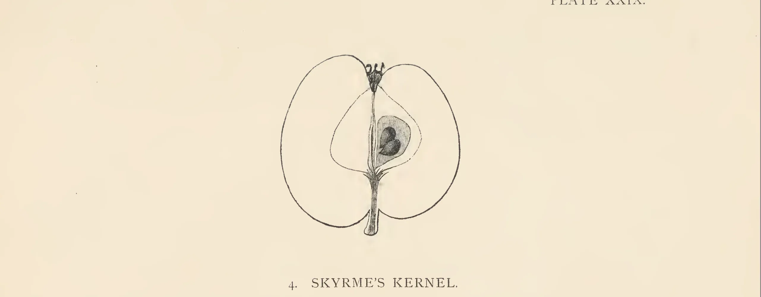 Illustration from The Herefordshire Pomona (1876–1885)