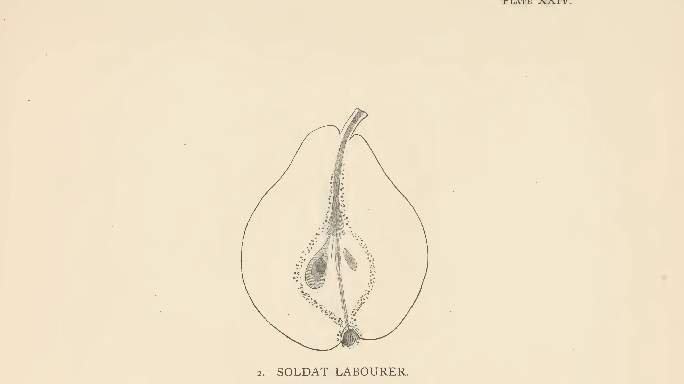 Illustration of Soldat Labourer