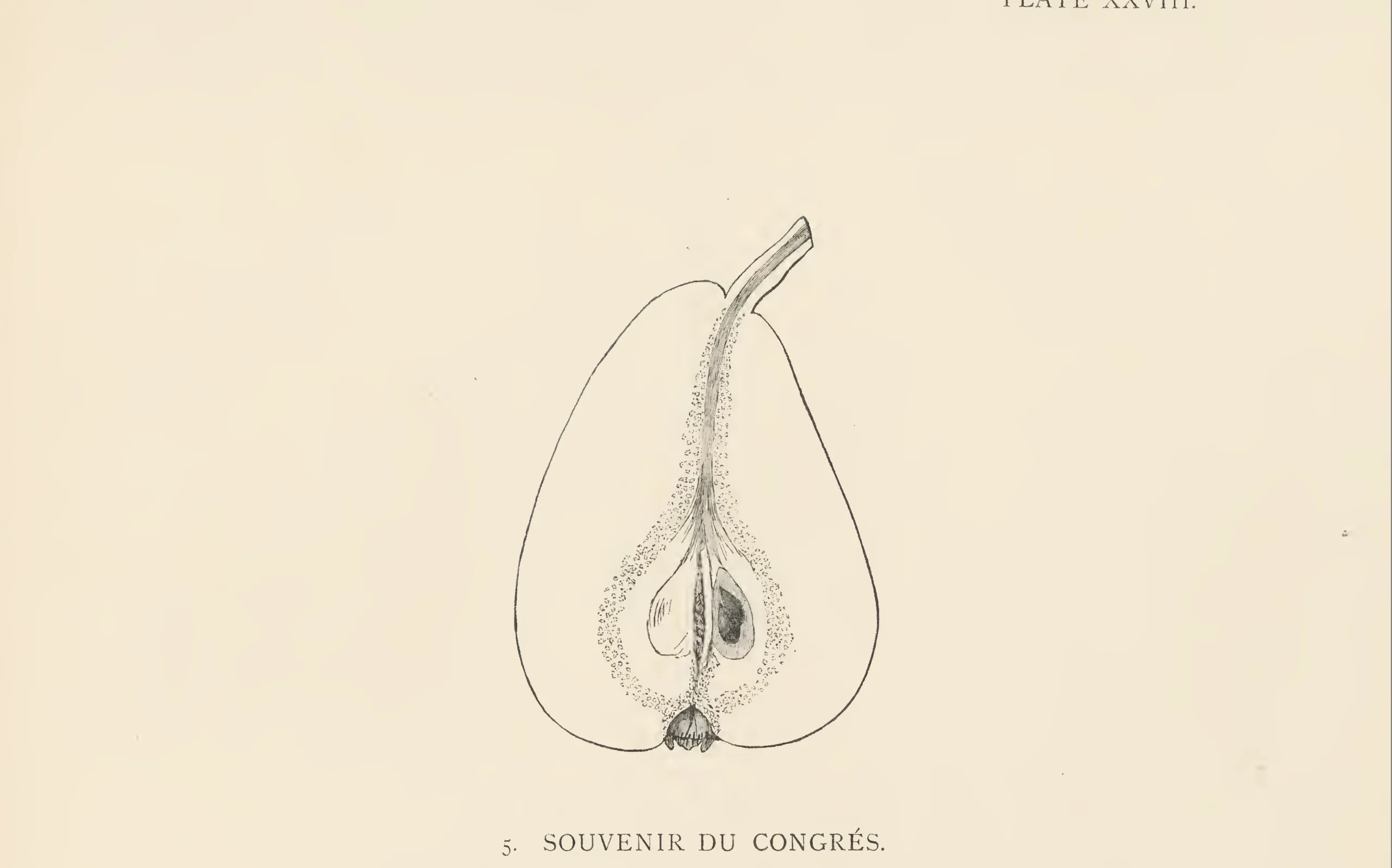 Illustration from The Herefordshire Pomona (1876–1885)
