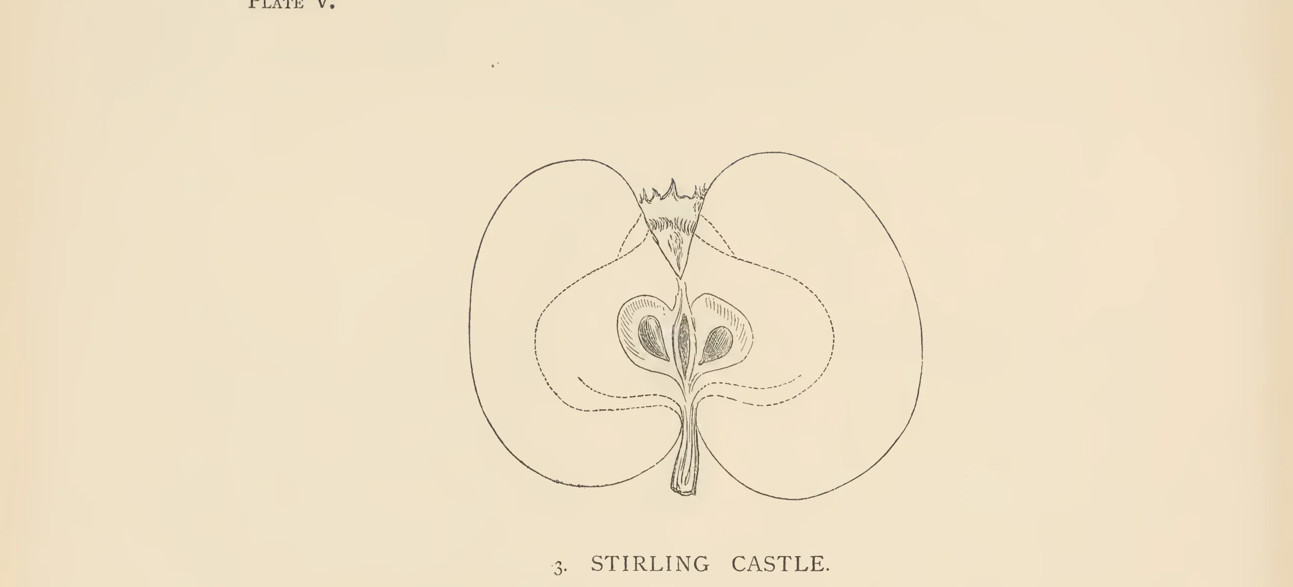 Illustration from The Herefordshire Pomona (1876–1885)