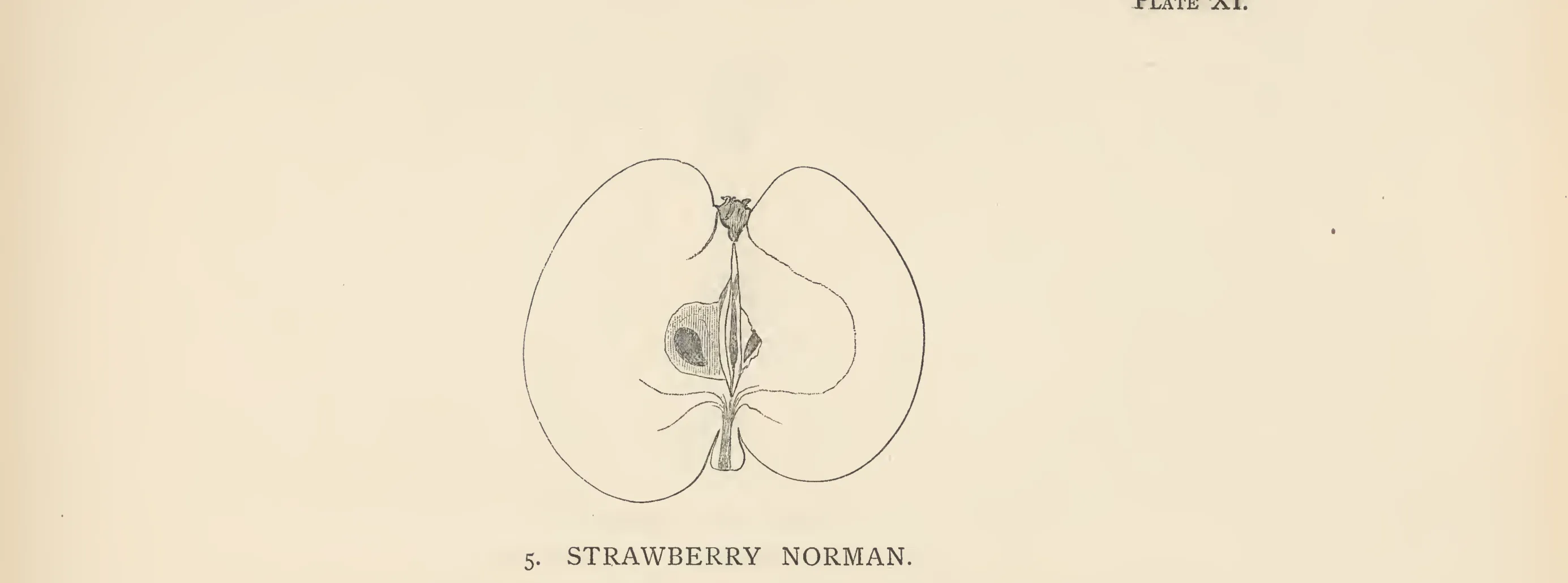 Illustration of Strawberry Norman