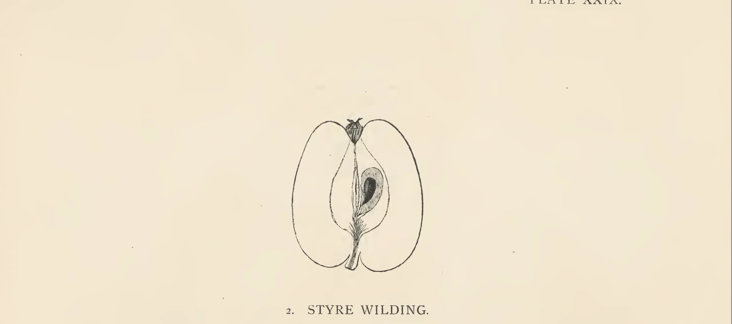 Illustration from The Herefordshire Pomona (1876–1885)
