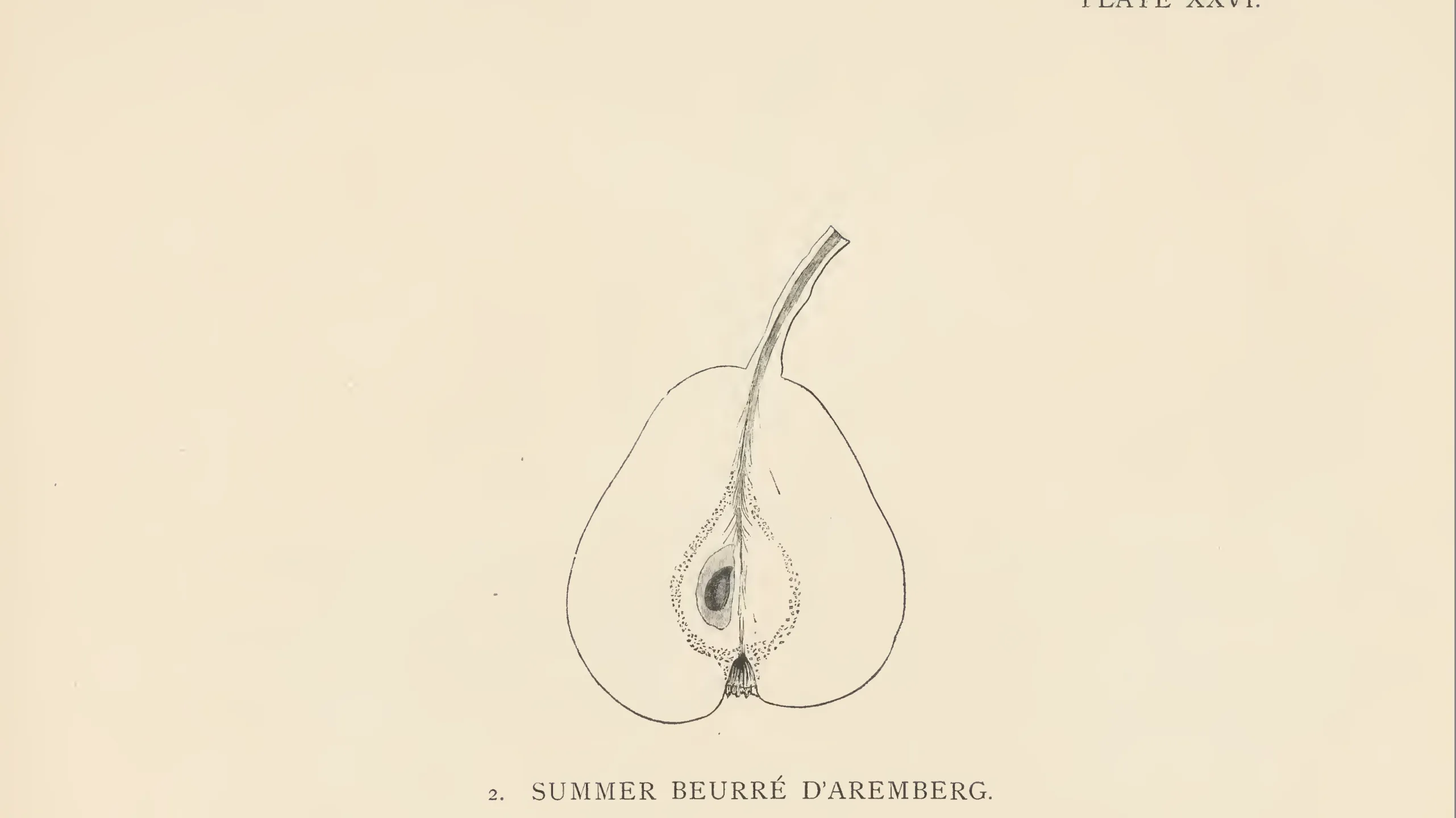 Illustration from The Herefordshire Pomona (1876–1885)