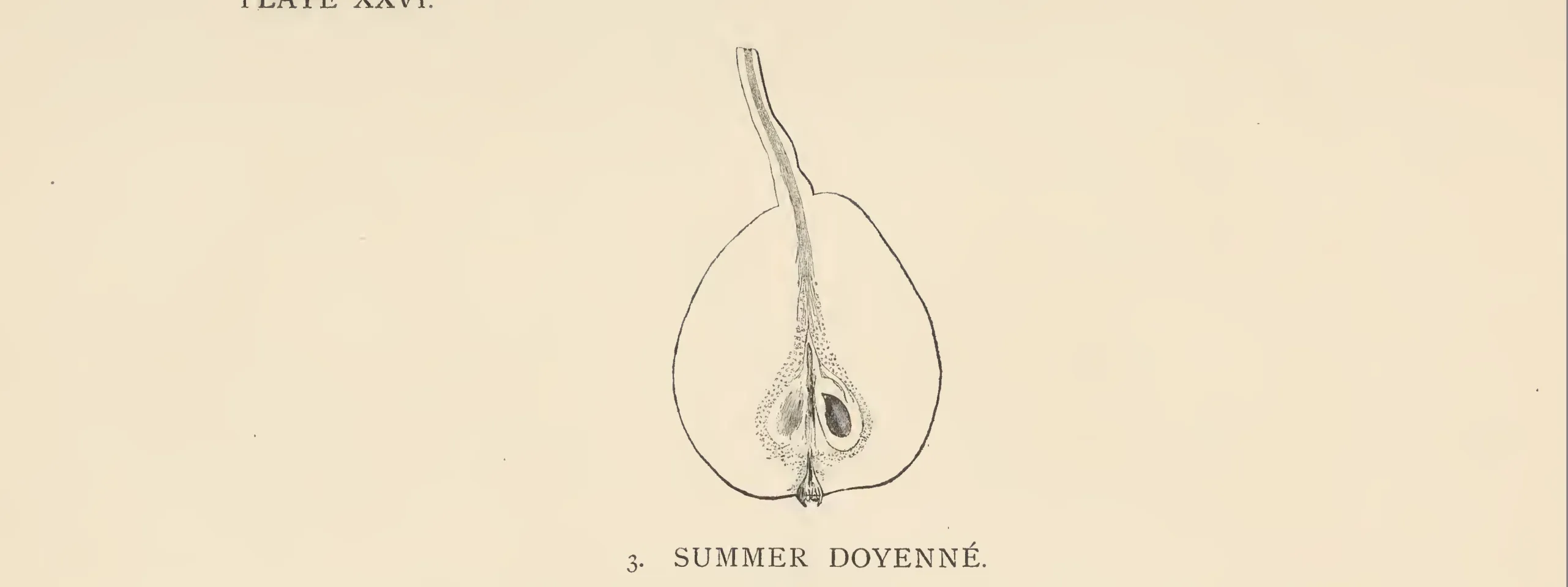 Illustration from The Herefordshire Pomona (1876–1885)