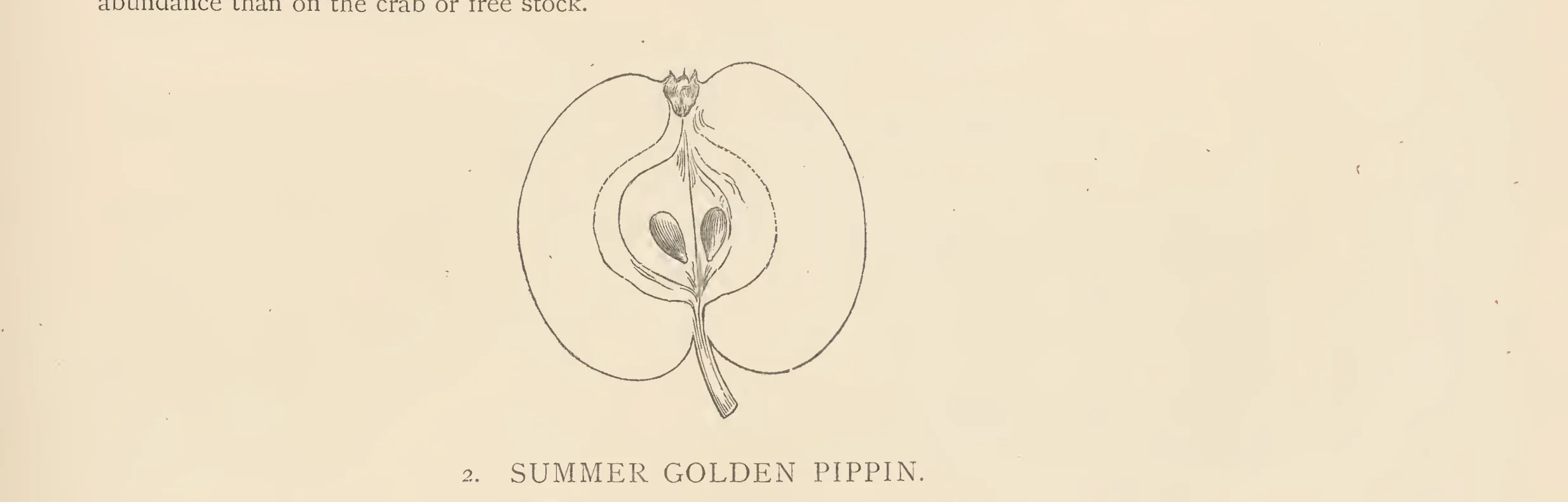 Illustration from The Herefordshire Pomona (1876–1885)
