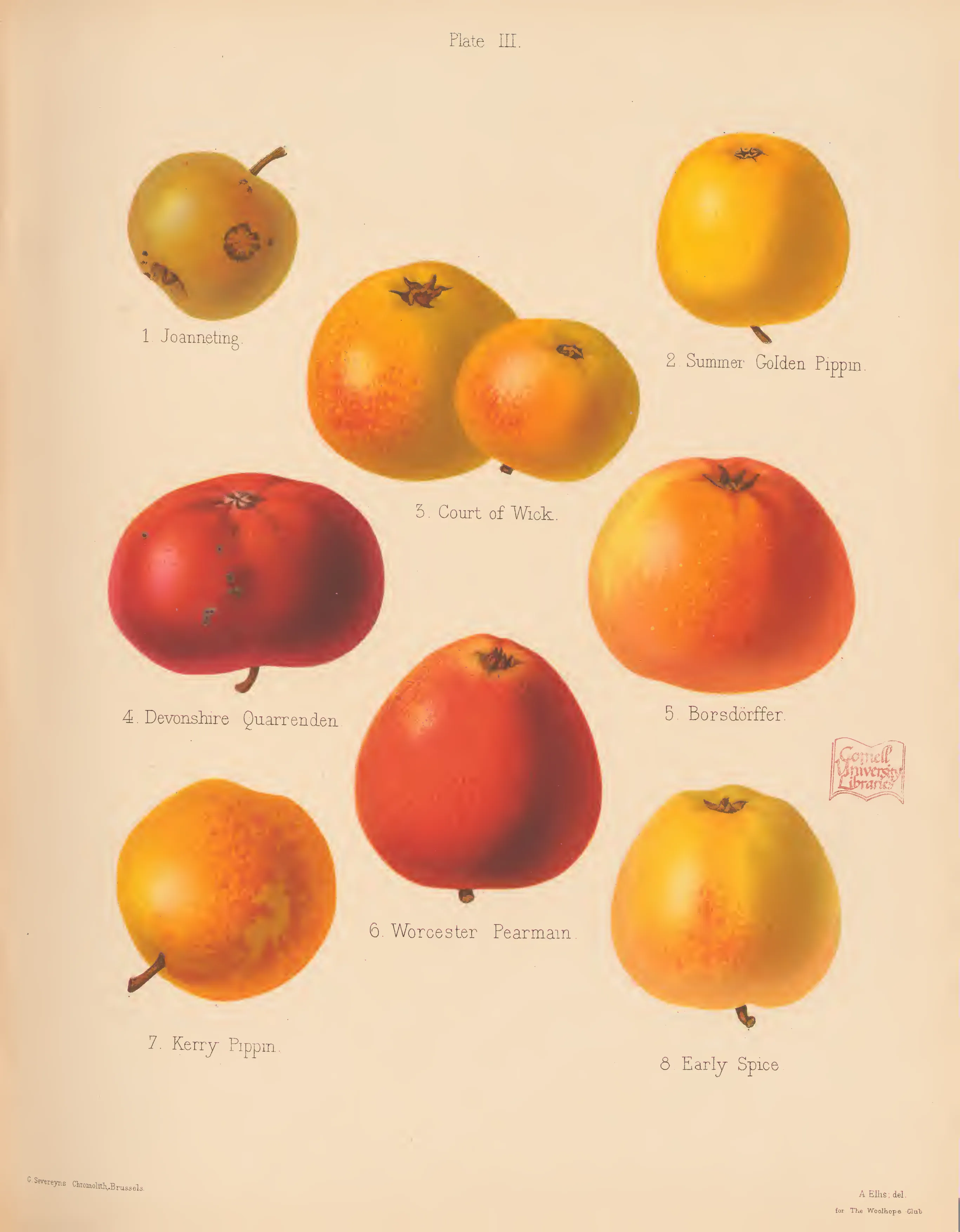 Illustration of Summer Golden Pippin