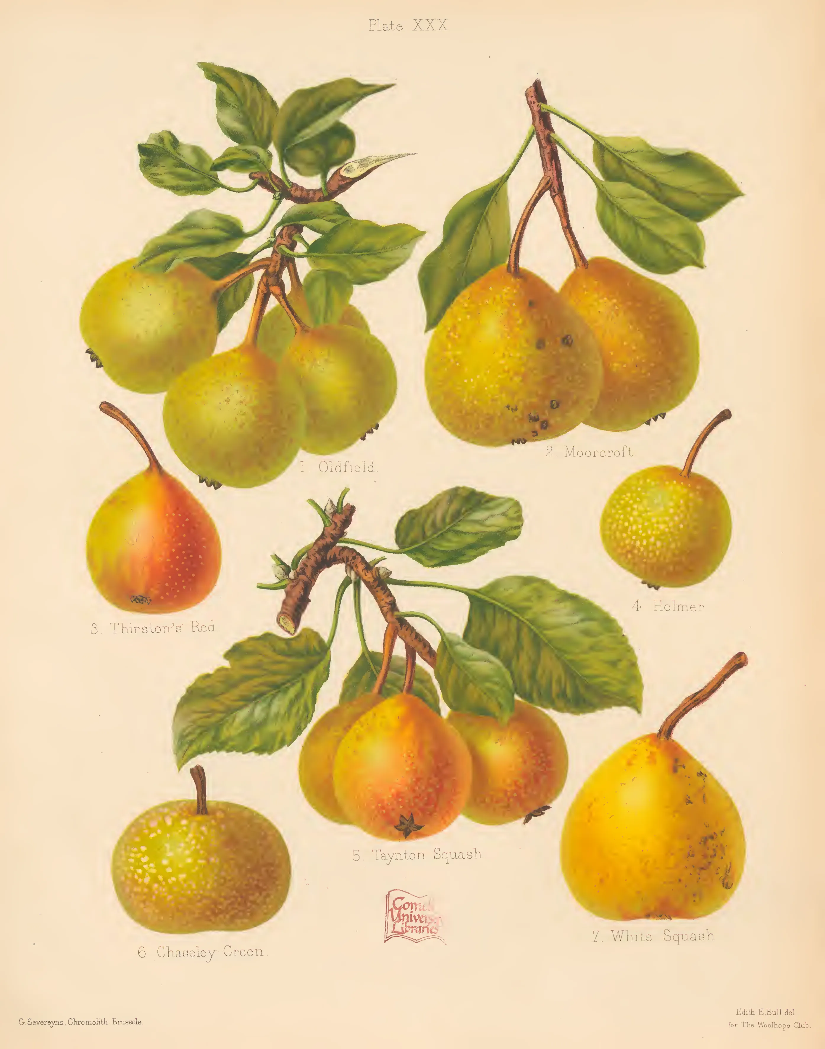 Illustration of Taynton Squash