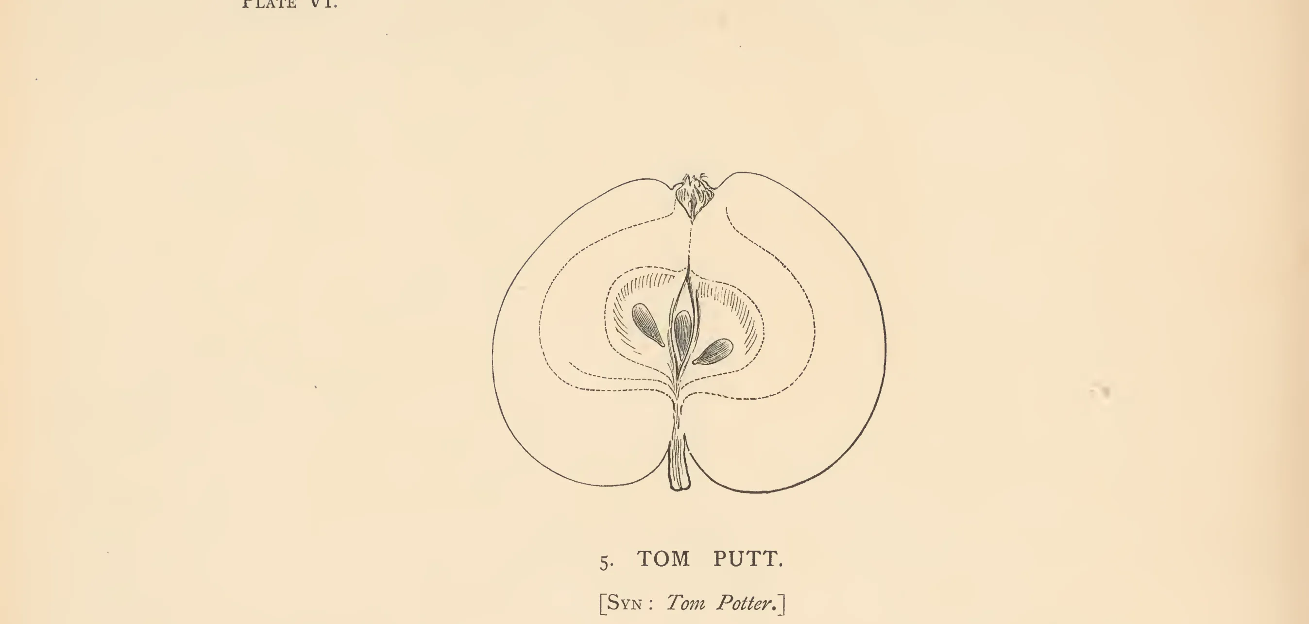 Illustration from The Herefordshire Pomona (1876–1885)