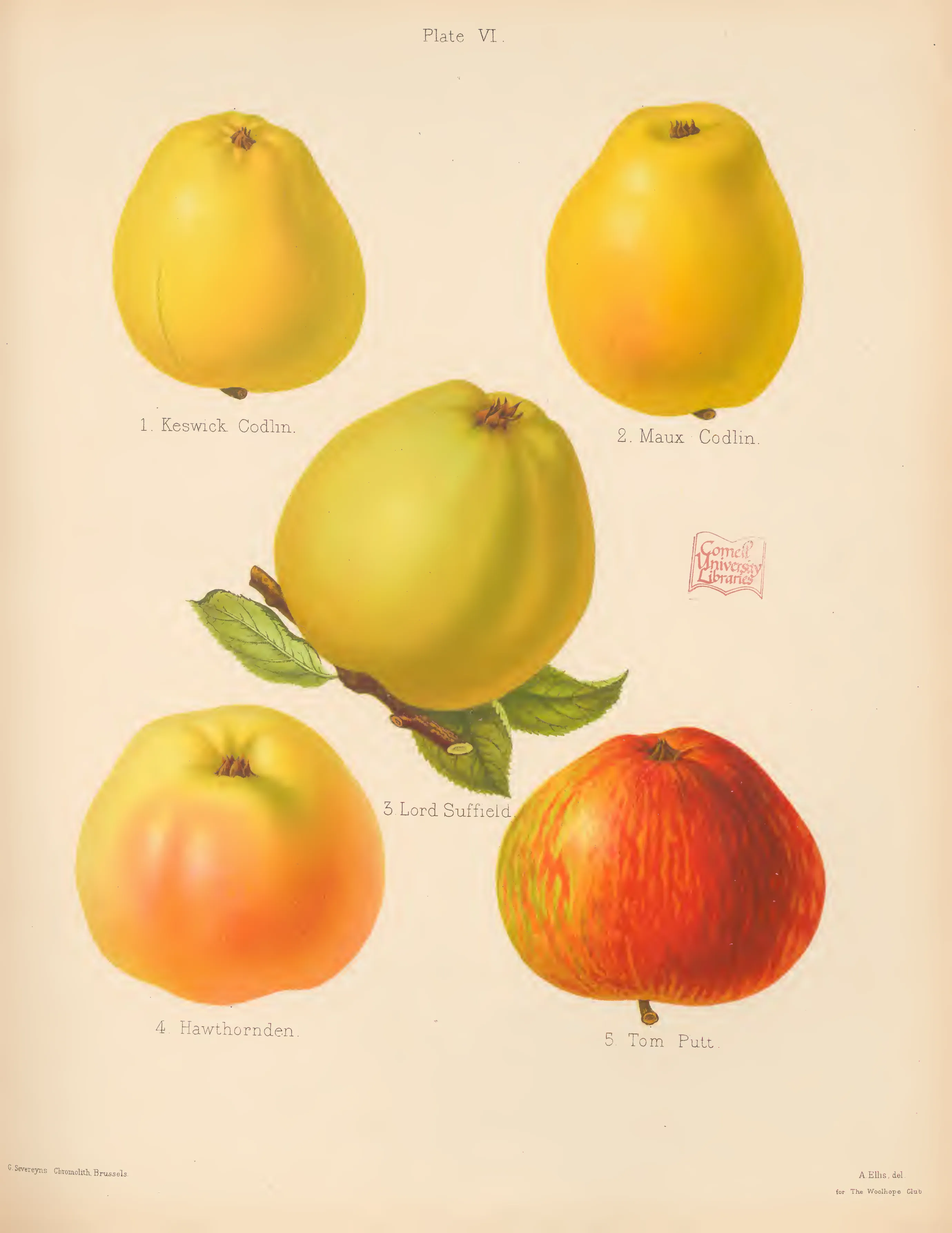 Illustration from The Herefordshire Pomona (1876–1885)