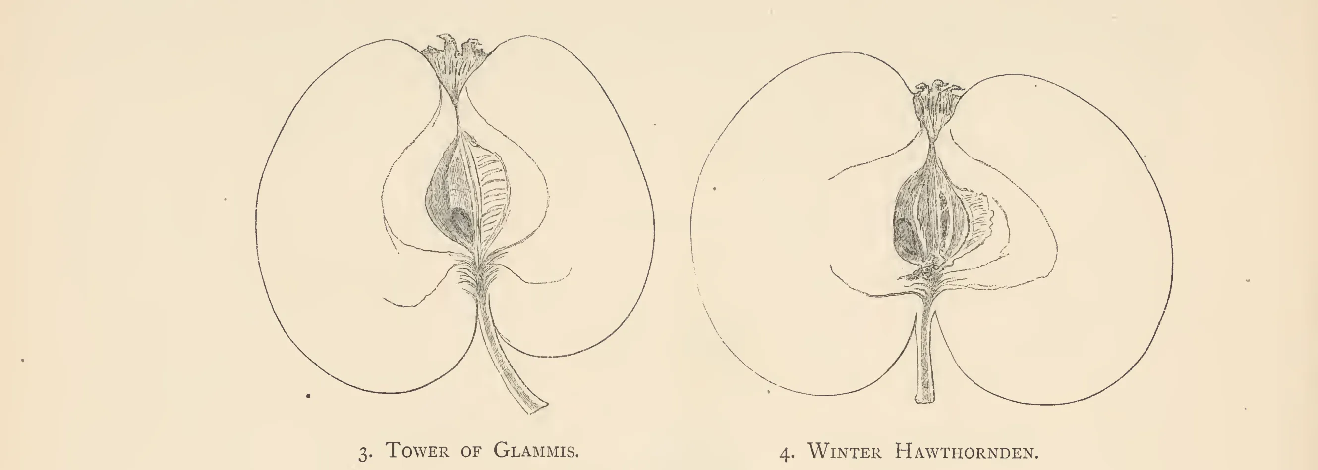 Illustration from The Herefordshire Pomona (1876–1885)
