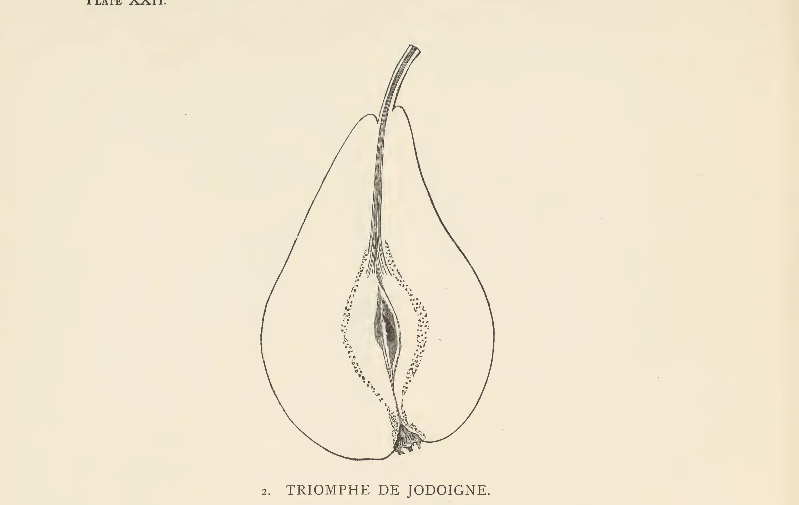 Illustration from The Herefordshire Pomona (1876–1885)
