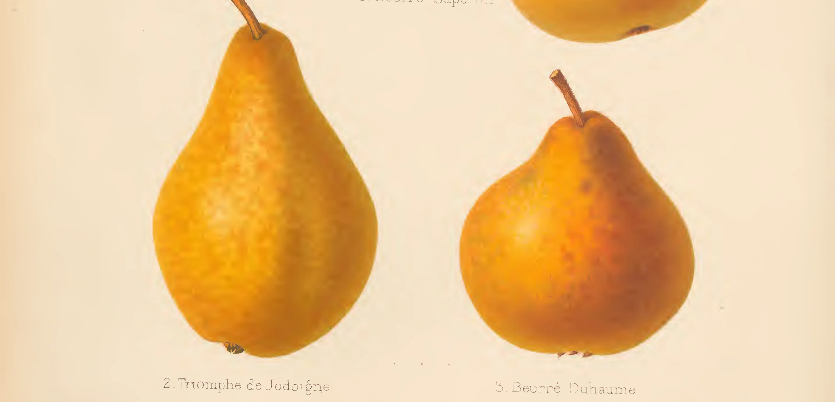 Illustration from The Herefordshire Pomona (1876–1885)