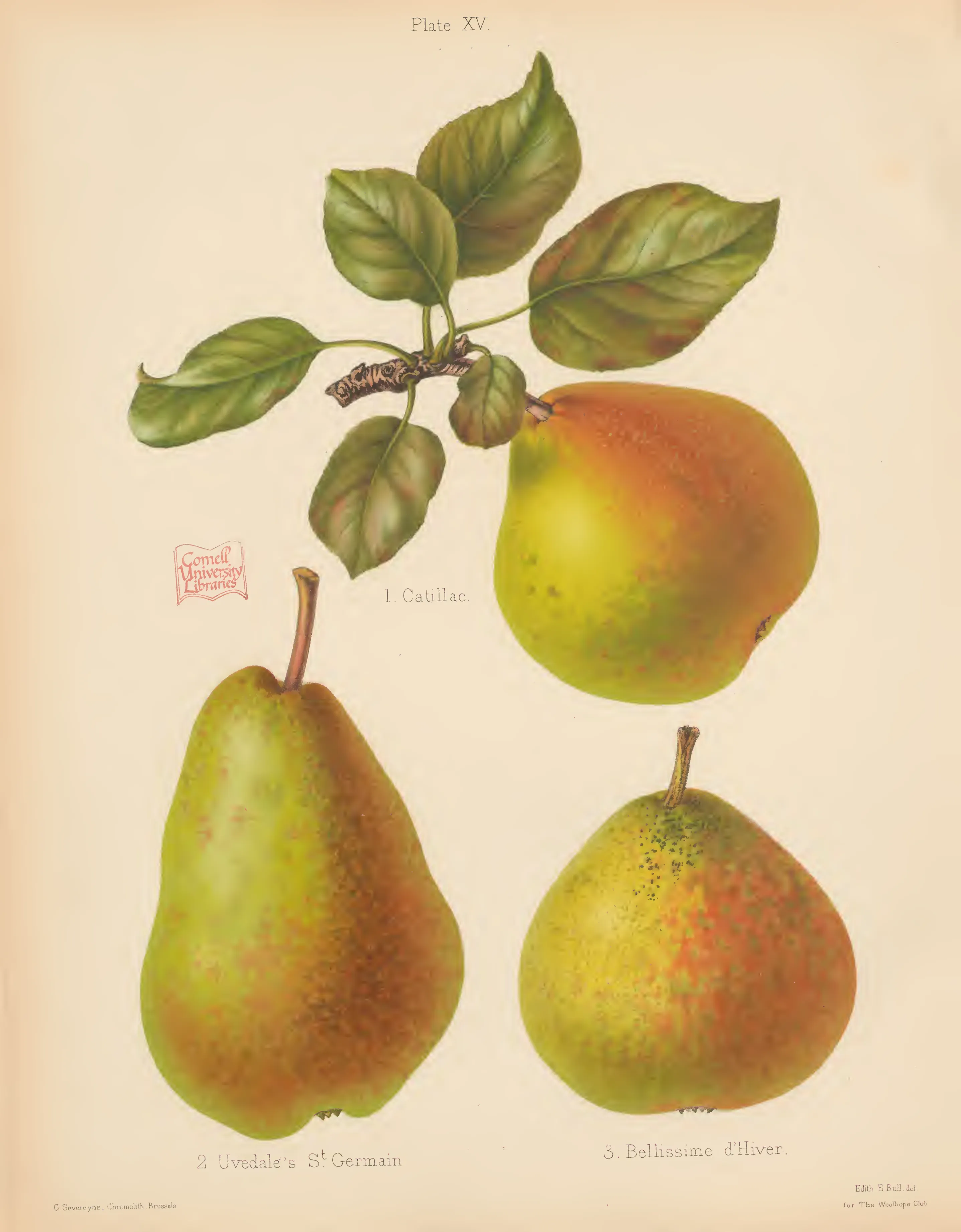 Illustration of UVEDALE'S ST. GERMAIN