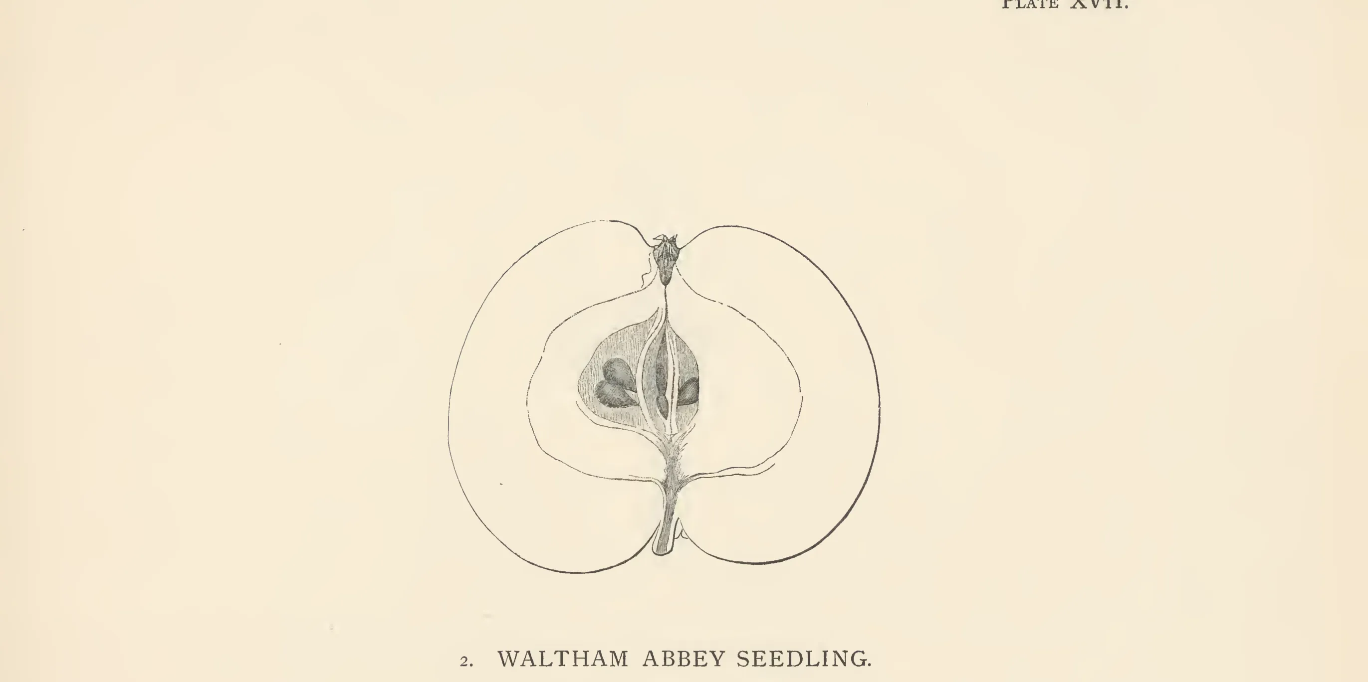 Illustration from The Herefordshire Pomona (1876–1885)