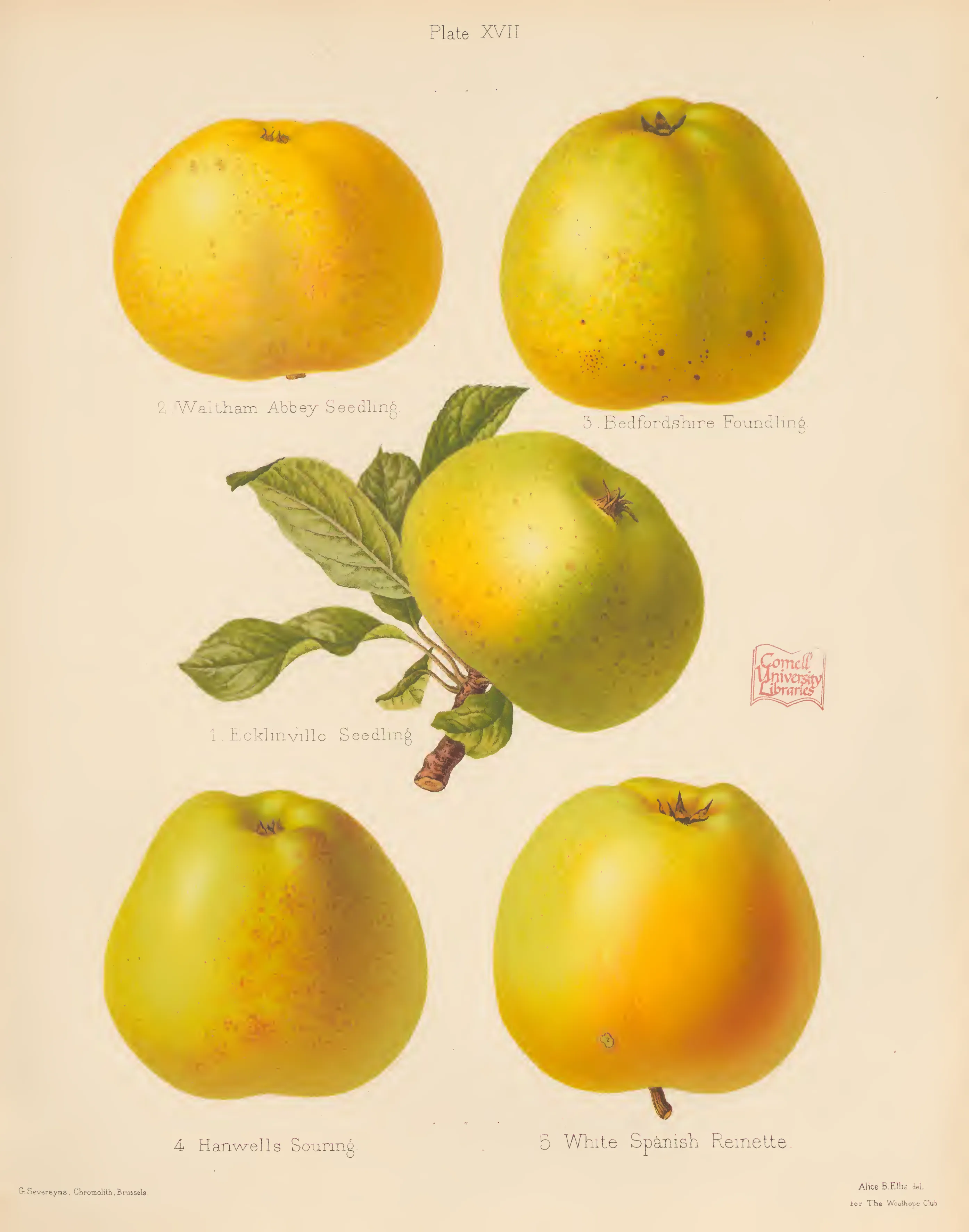 Illustration of Waltham Abbey Seedling