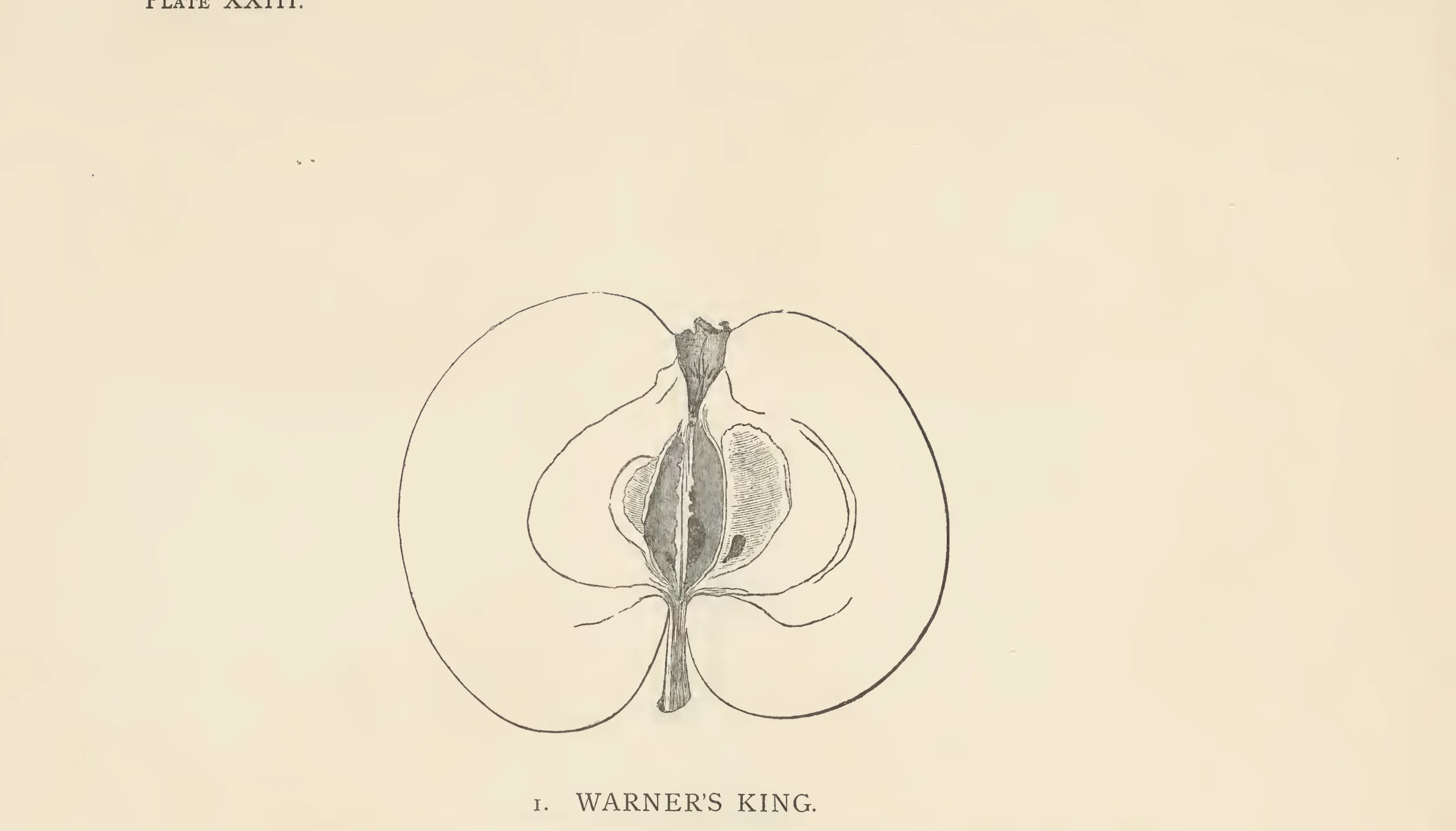 Illustration from The Herefordshire Pomona (1876–1885)
