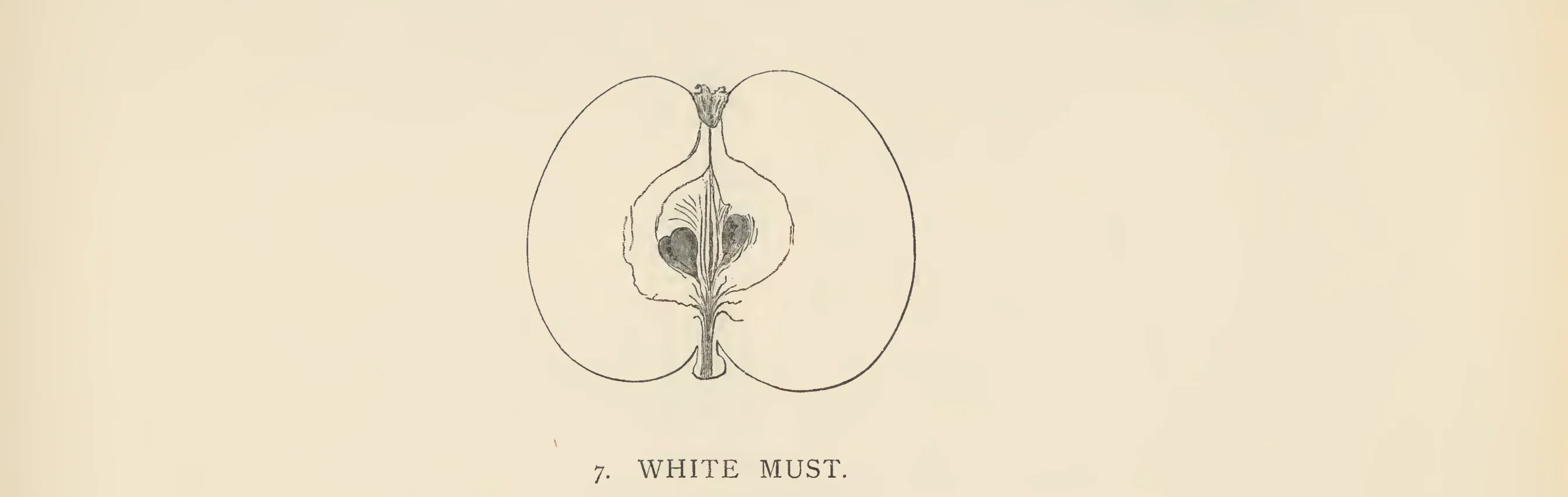 Illustration from The Herefordshire Pomona (1876–1885)