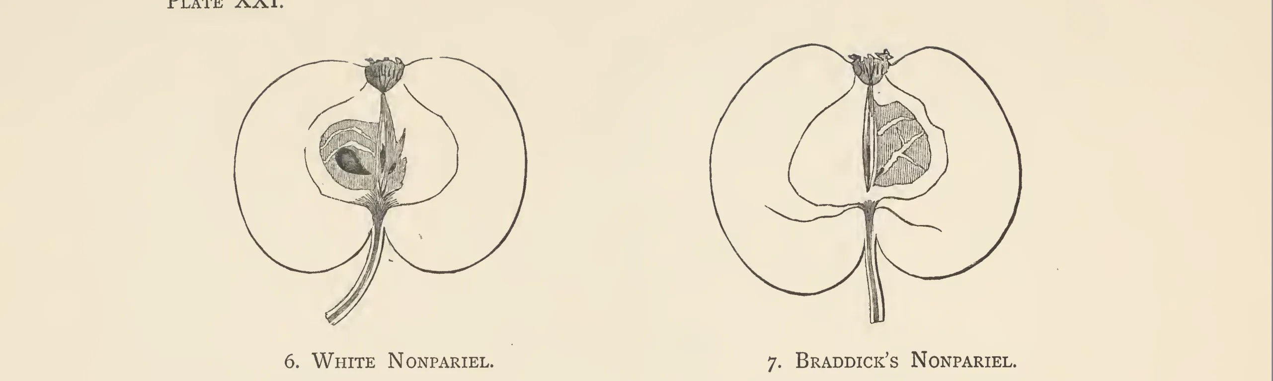 Illustration from The Herefordshire Pomona (1876–1885)