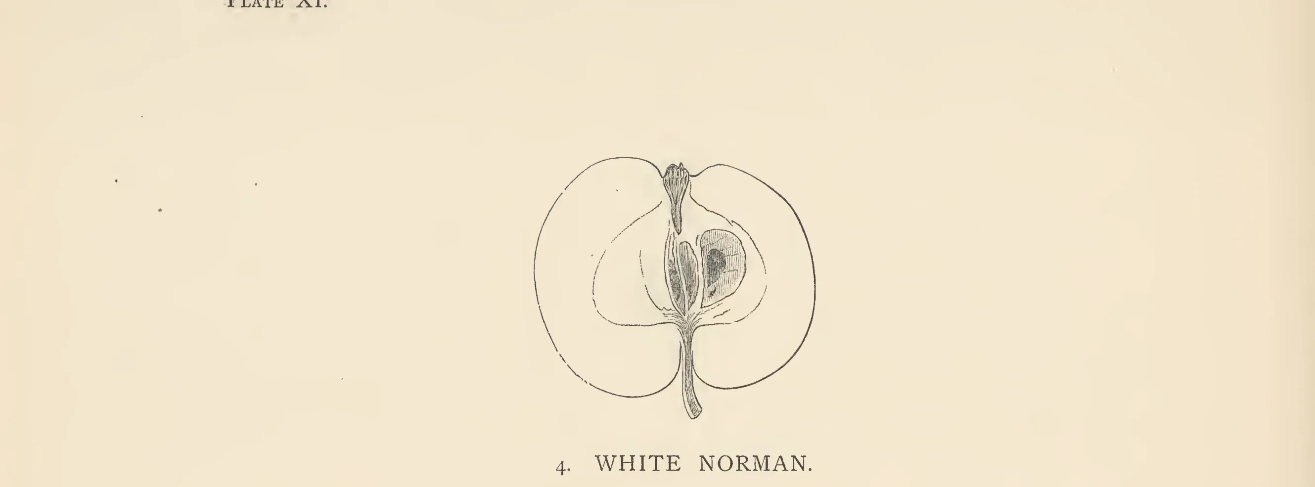 Illustration from The Herefordshire Pomona (1876–1885)