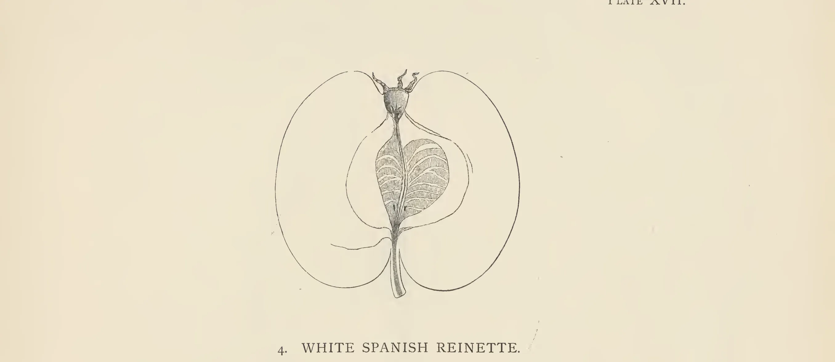Illustration from The Herefordshire Pomona (1876–1885)