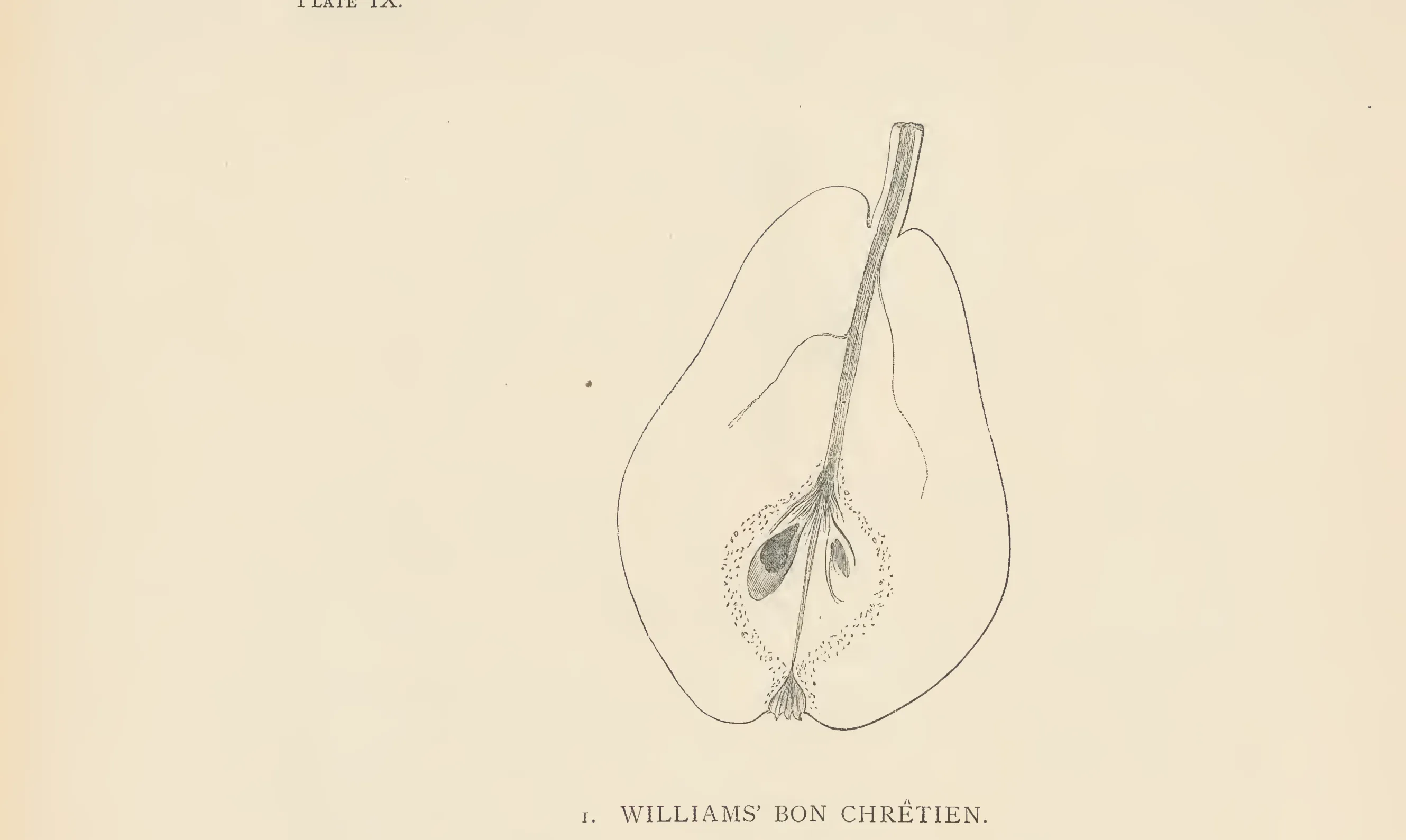 Illustration from The Herefordshire Pomona (1876–1885)