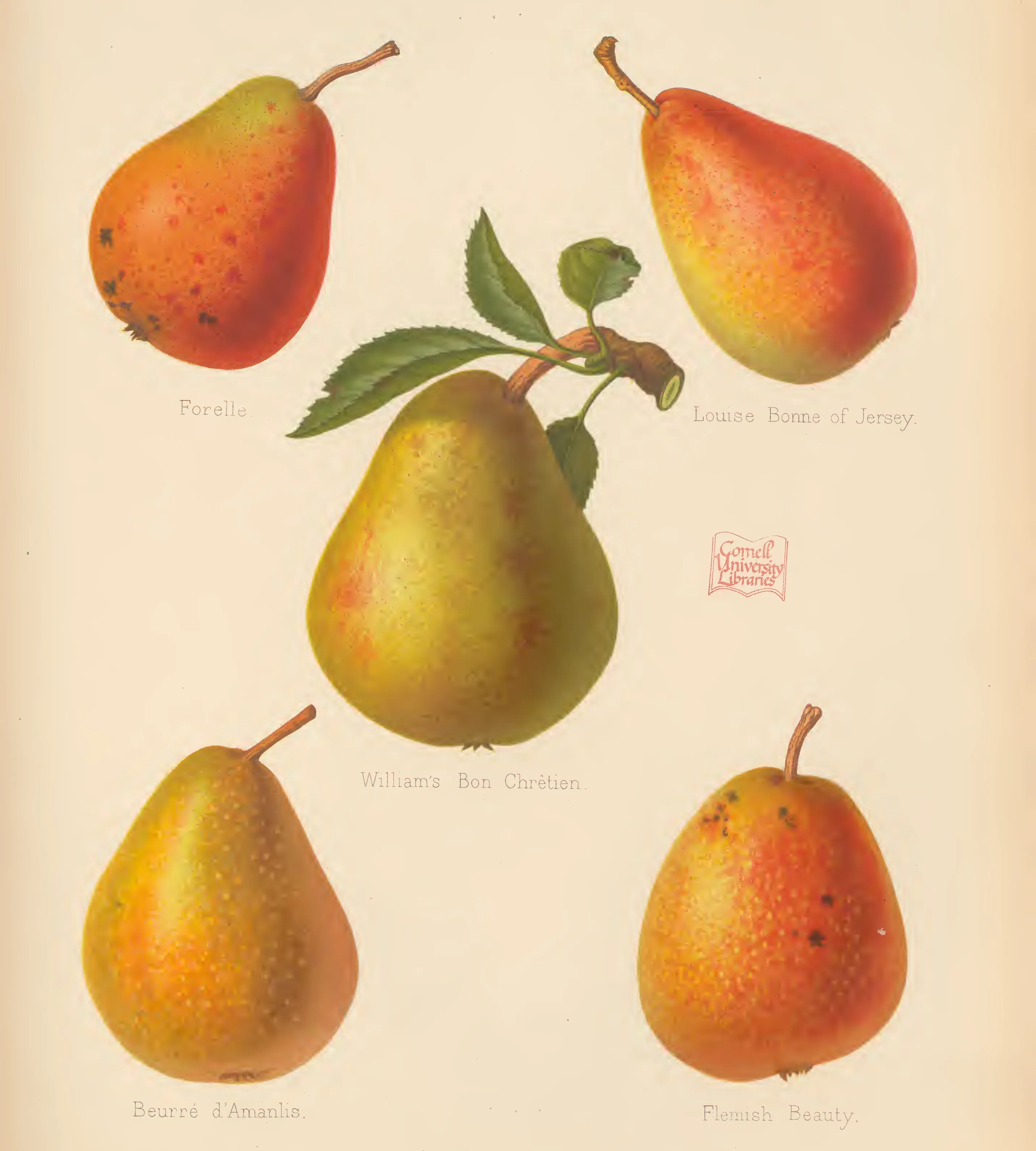 Illustration from The Herefordshire Pomona (1876–1885)