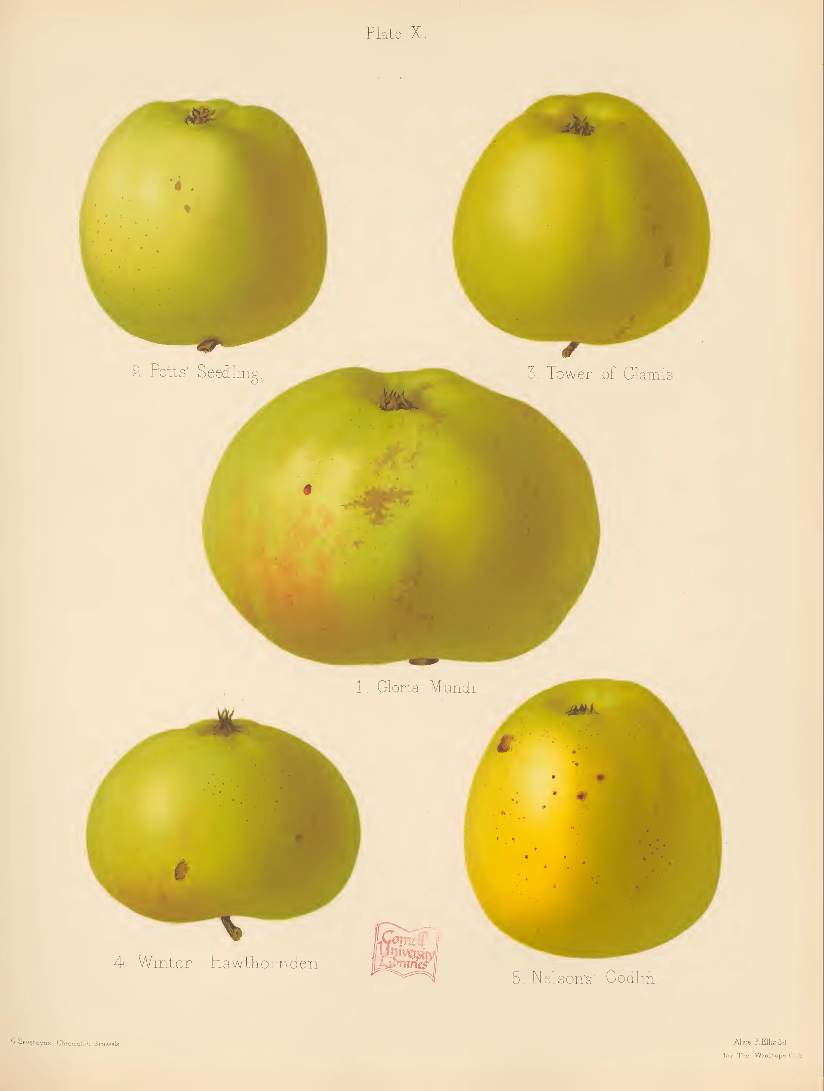 Illustration of Winter Hawthornden