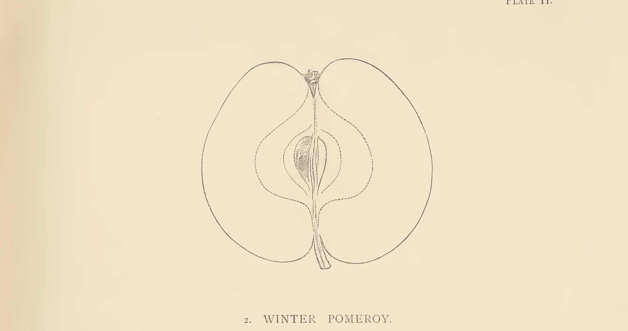 Illustration from The Herefordshire Pomona (1876–1885)
