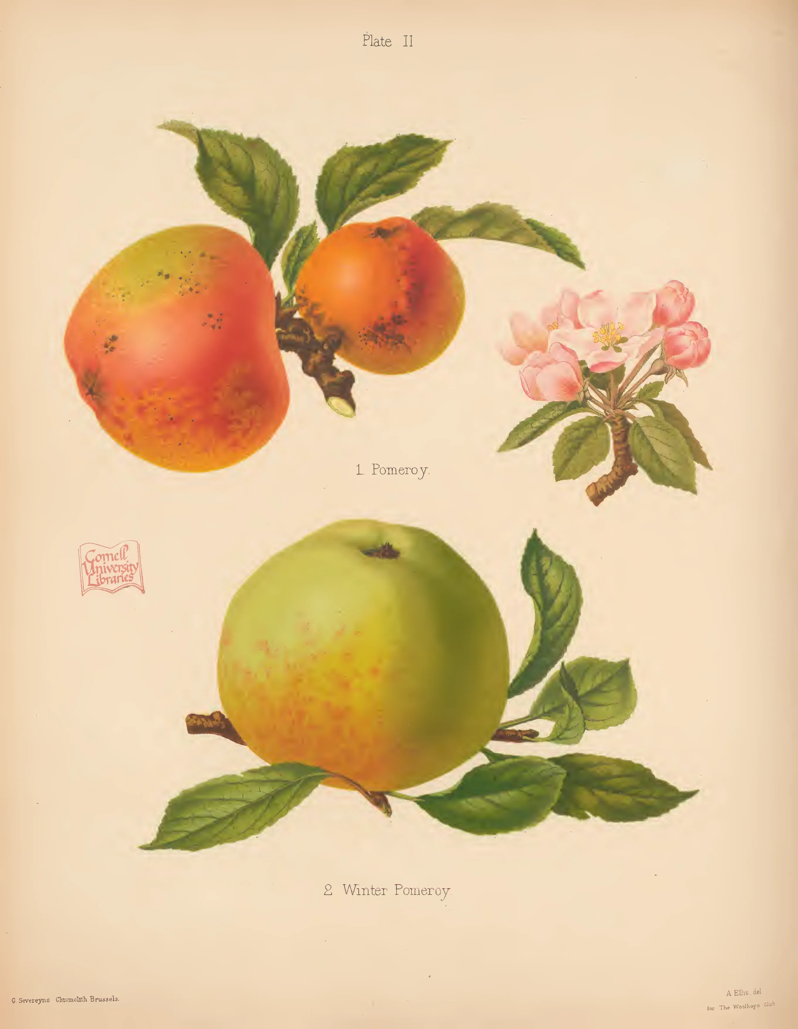 Illustration of Winter Pomeroy