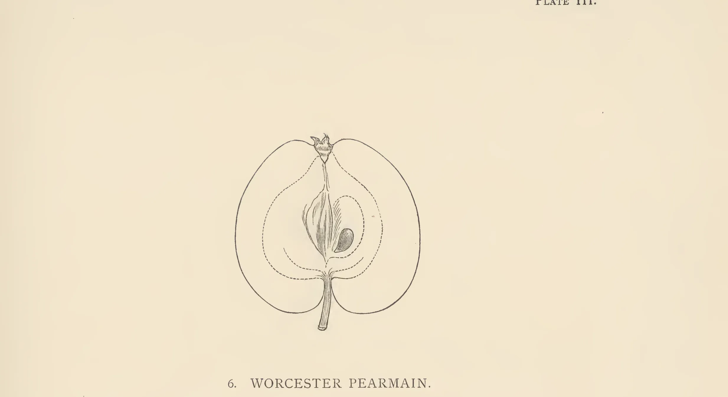 Illustration from The Herefordshire Pomona (1876–1885)