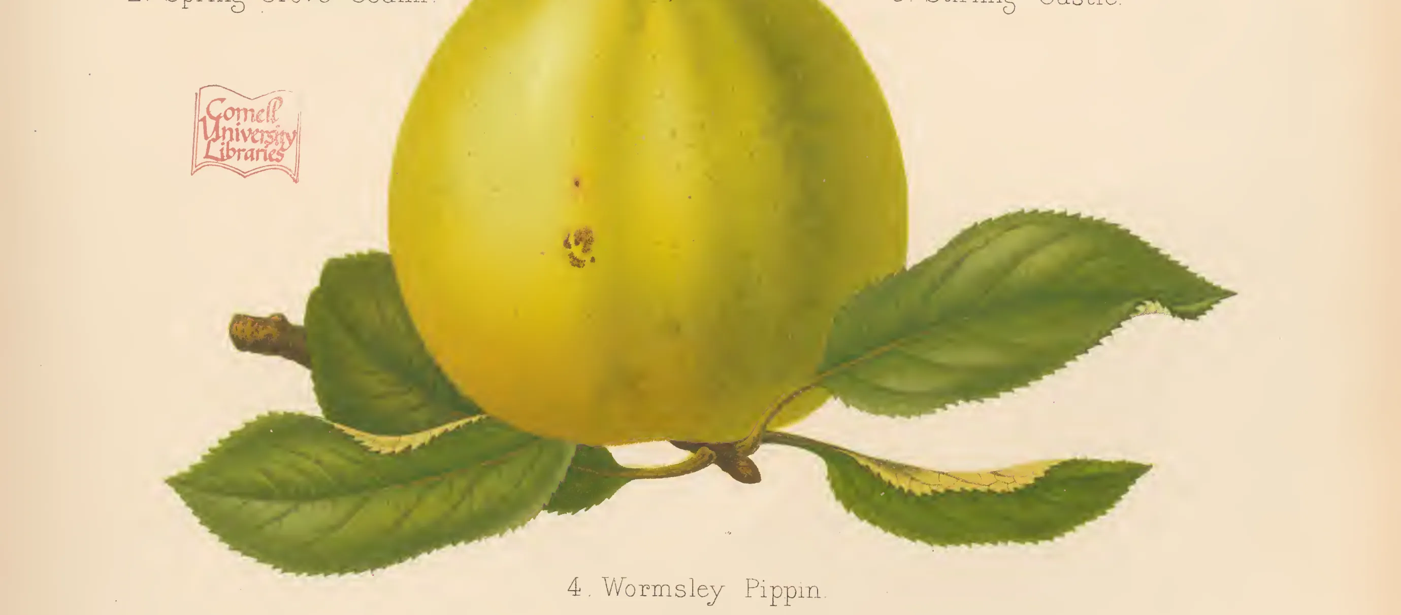Illustration from The Herefordshire Pomona (1876–1885)