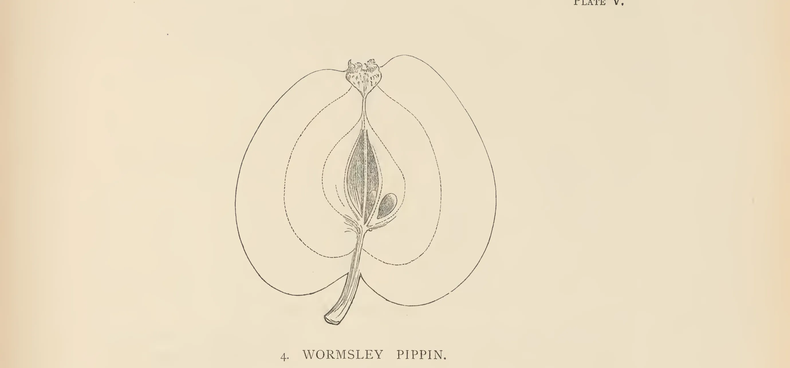 Illustration from The Herefordshire Pomona (1876–1885)