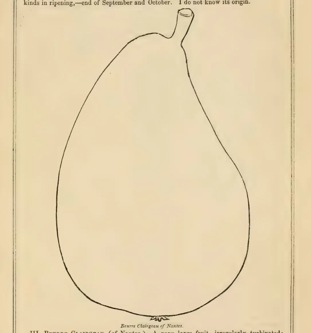 Illustration from The Horticulturist (1855)
