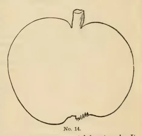 Illustration from The Horticulturist (1855)