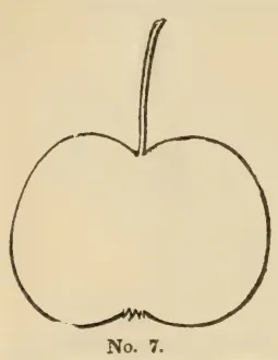 Illustration of Fragrant