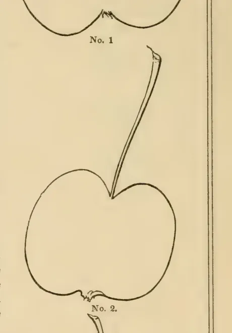 Illustration from The Horticulturist (1855)