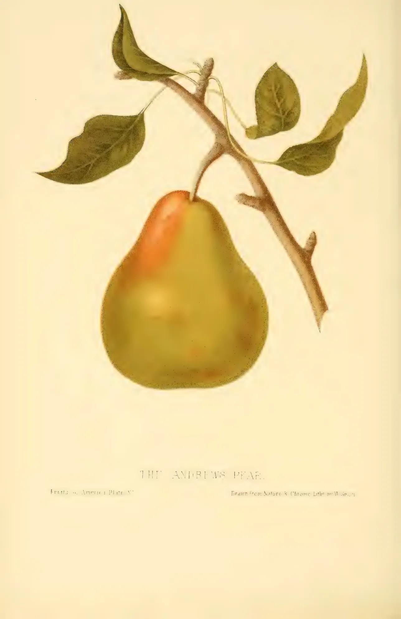 Illustration from Hovey, The Fruits of America (1852)