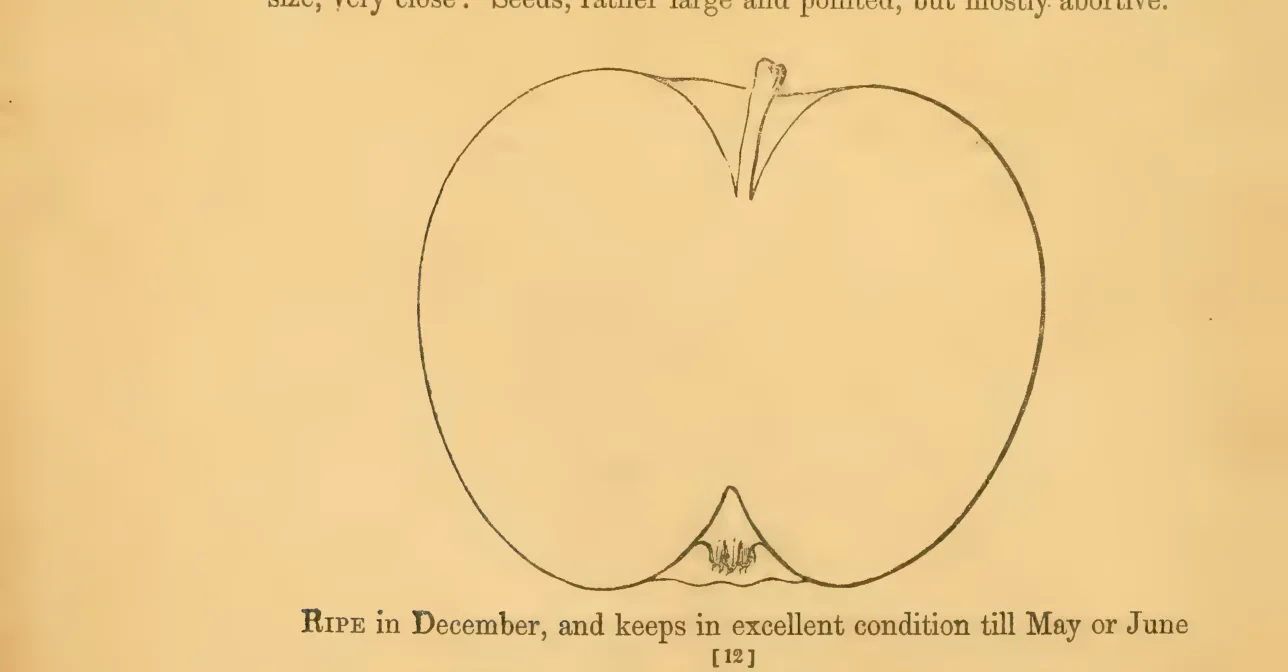 Illustration from Hovey, The Fruits of America (1852)