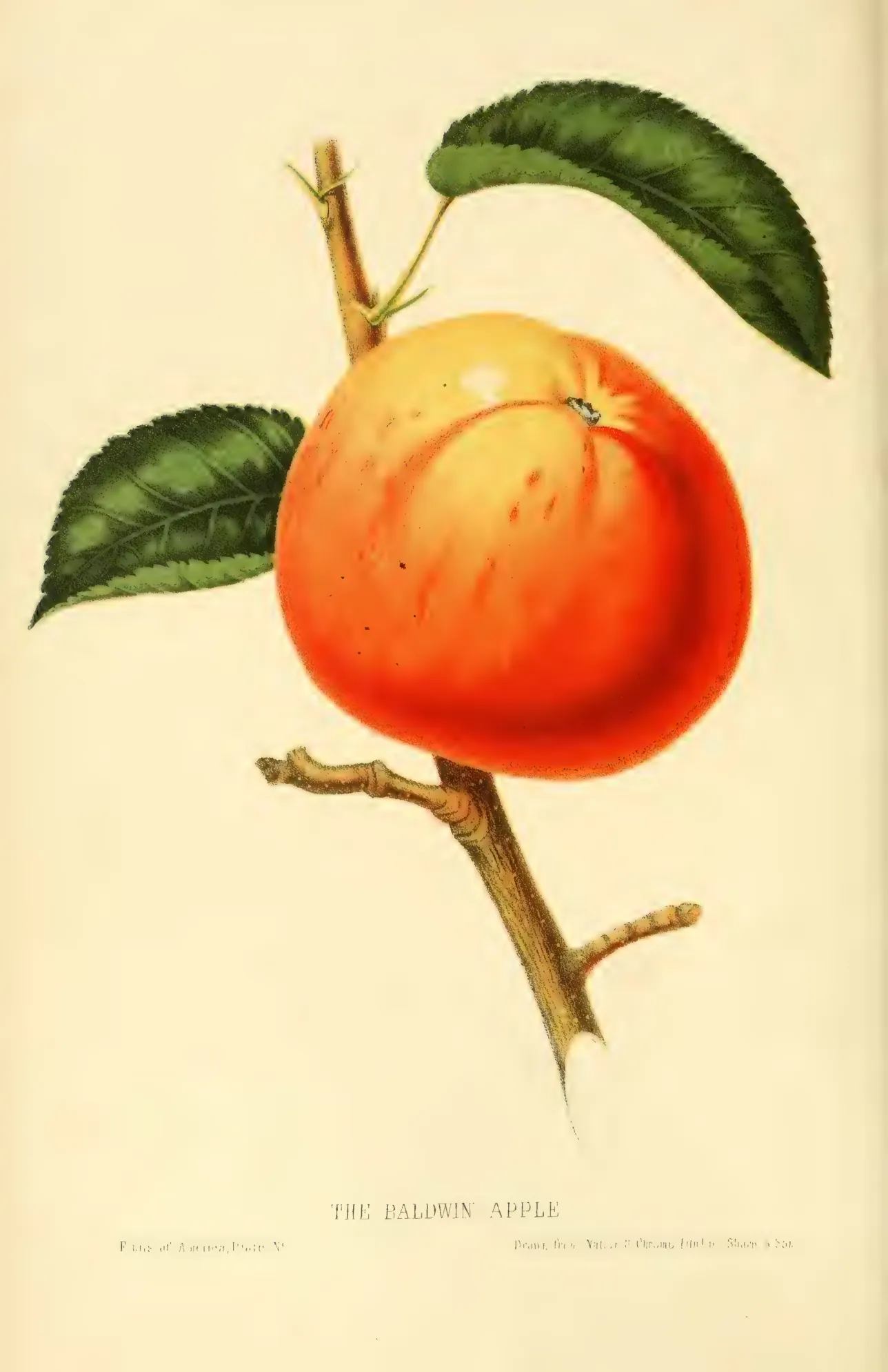 Illustration from Hovey, The Fruits of America (1852)