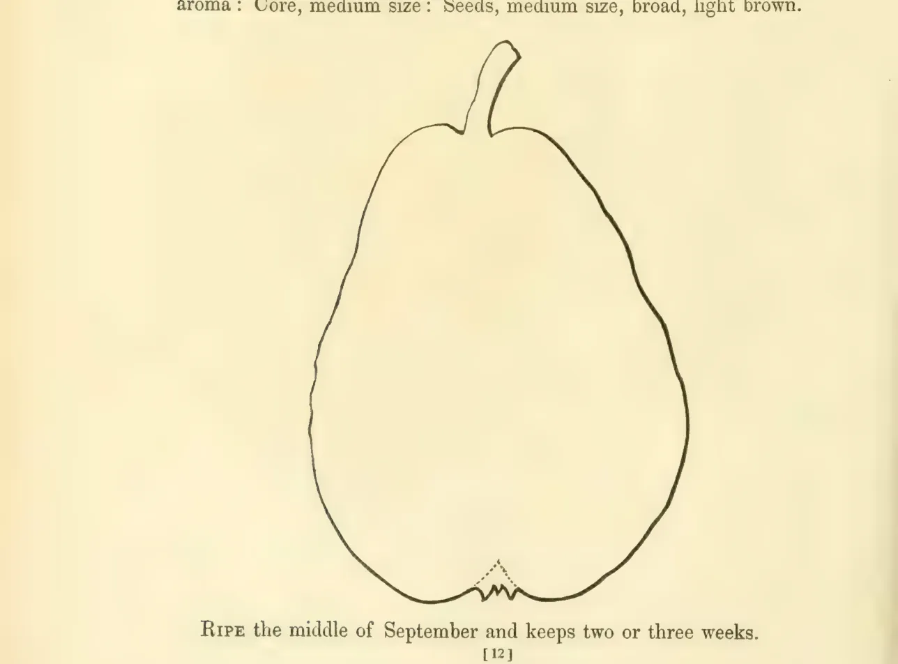 Illustration from Hovey, The Fruits of America (1852)