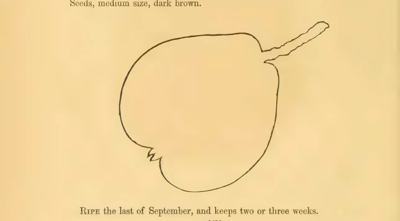 Illustration from Hovey, The Fruits of America (1852)