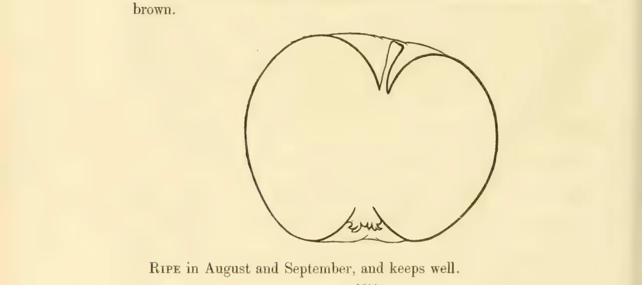 Illustration from Hovey, The Fruits of America (1852)