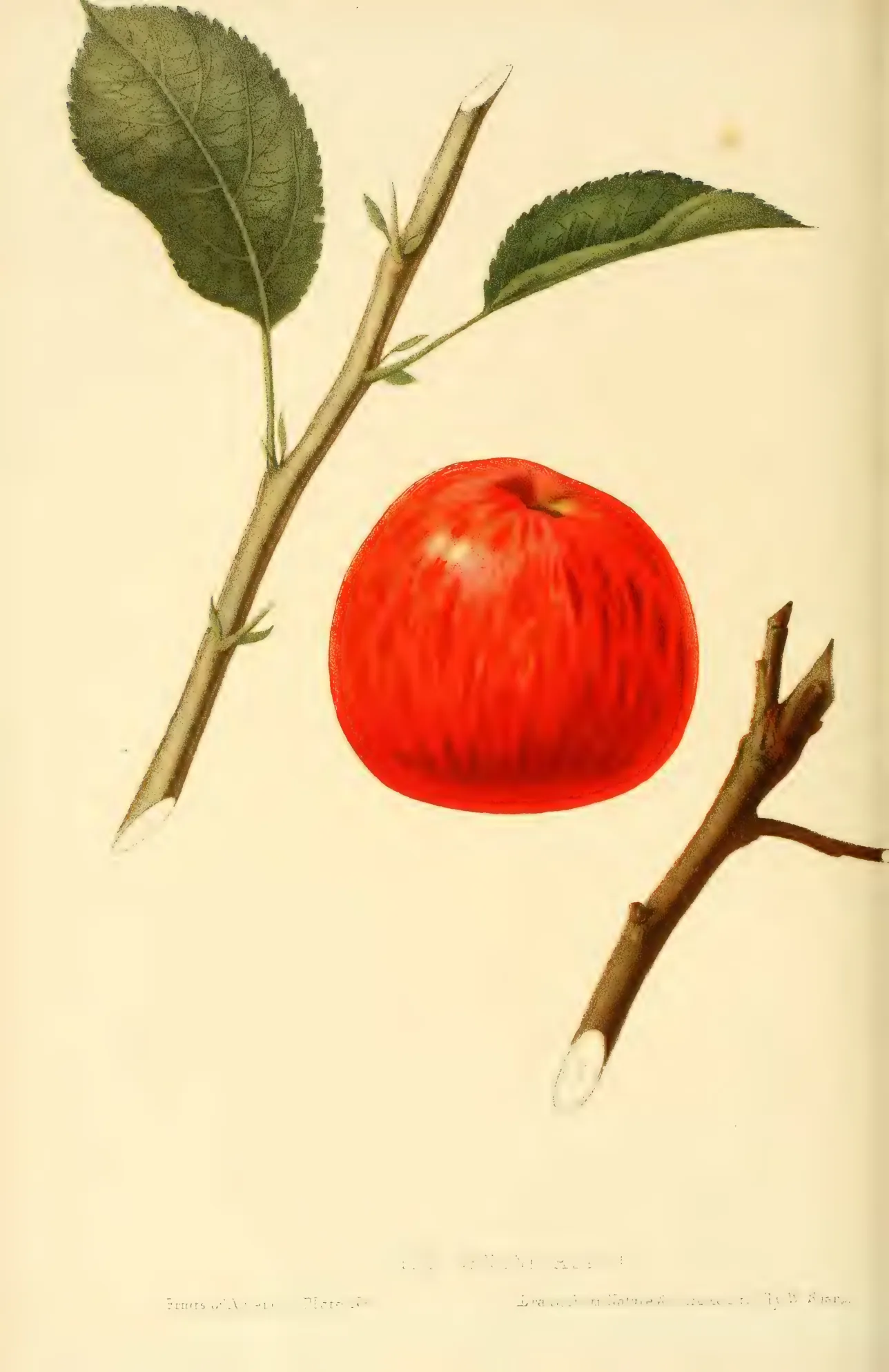 Illustration from Hovey, The Fruits of America (1852)