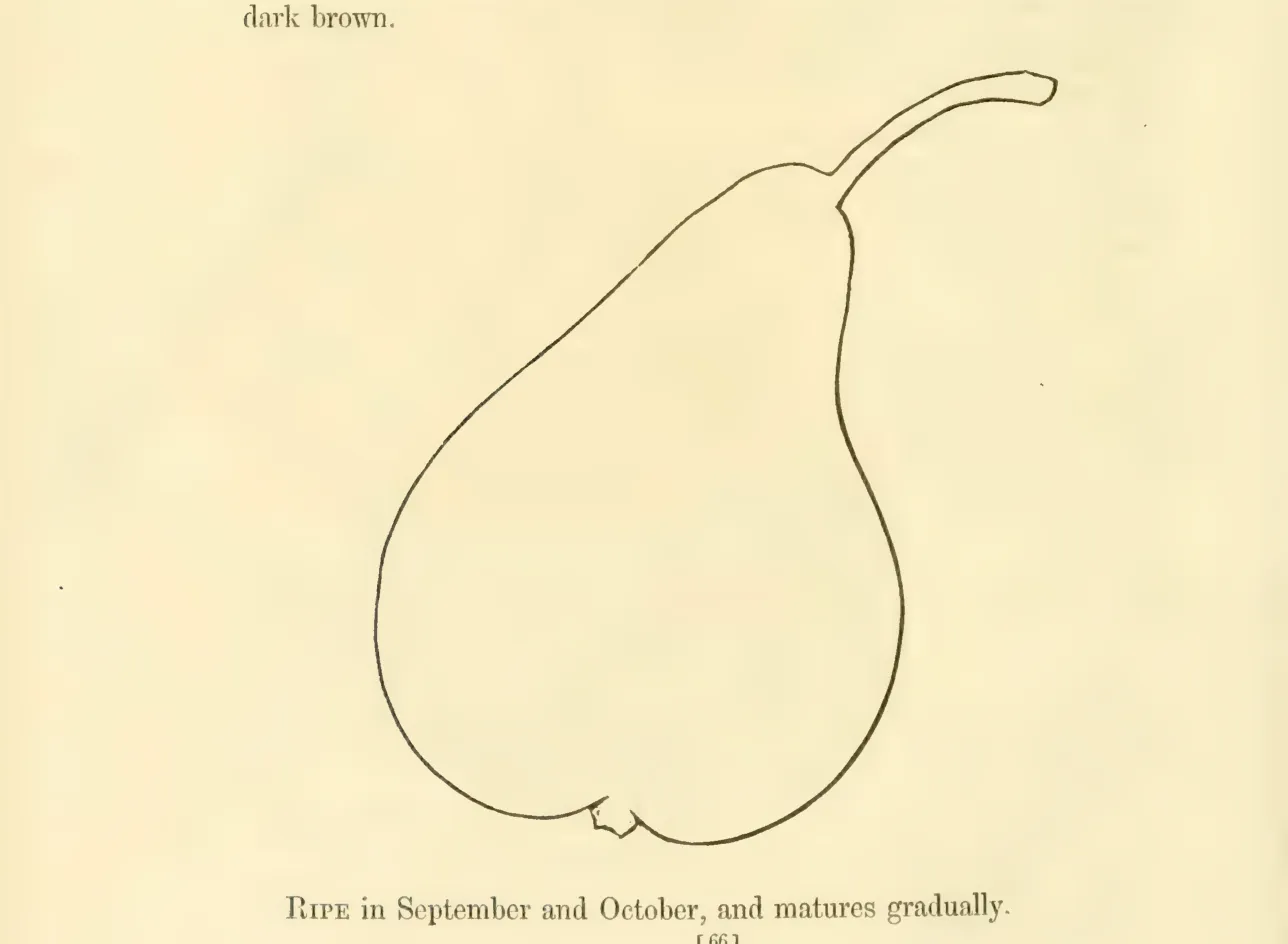 Illustration from Hovey, The Fruits of America (1852)