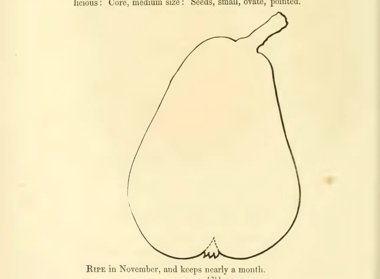 Illustration from Hovey, The Fruits of America (1852)