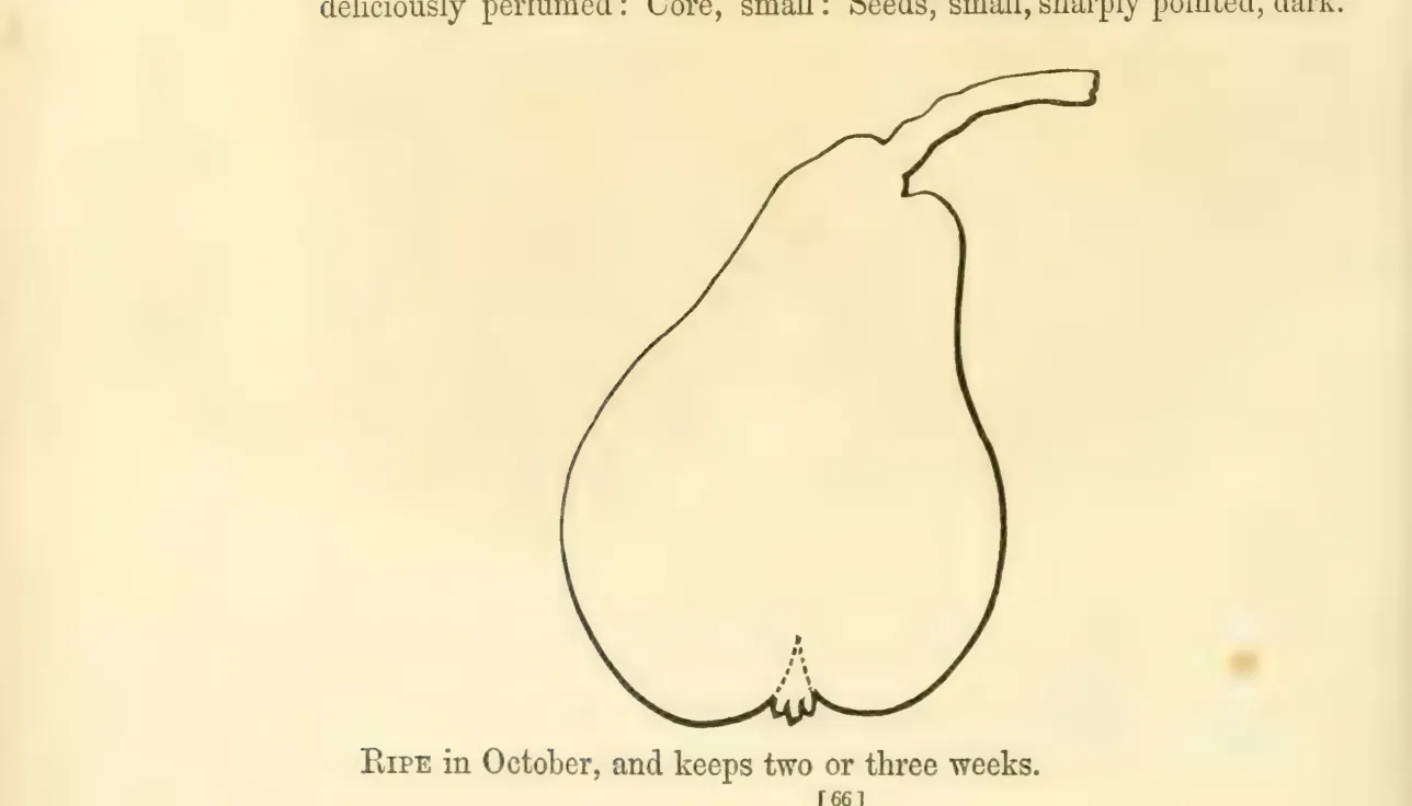 Illustration from Hovey, The Fruits of America (1852)