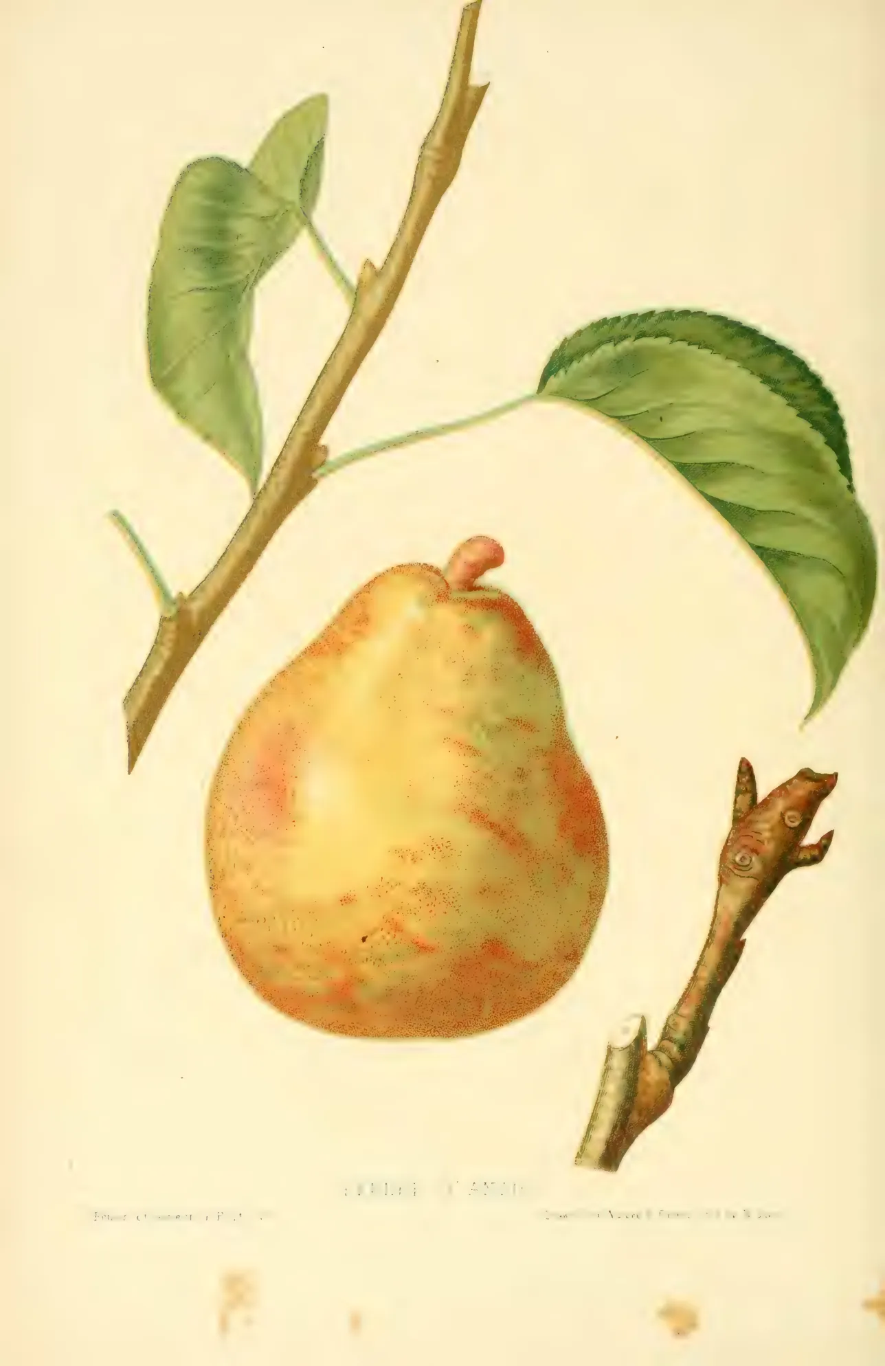 Illustration from Hovey, The Fruits of America (1852)