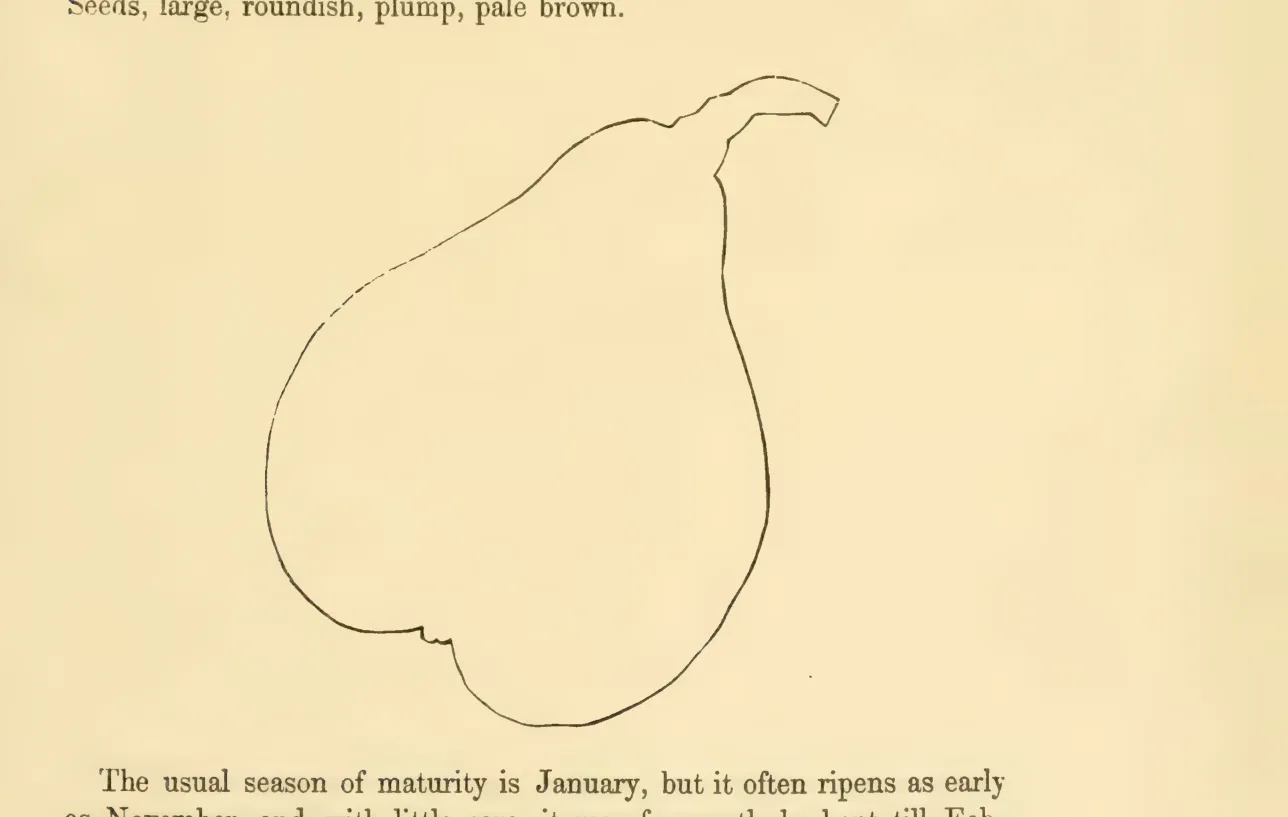Illustration from Hovey, The Fruits of America (1852)