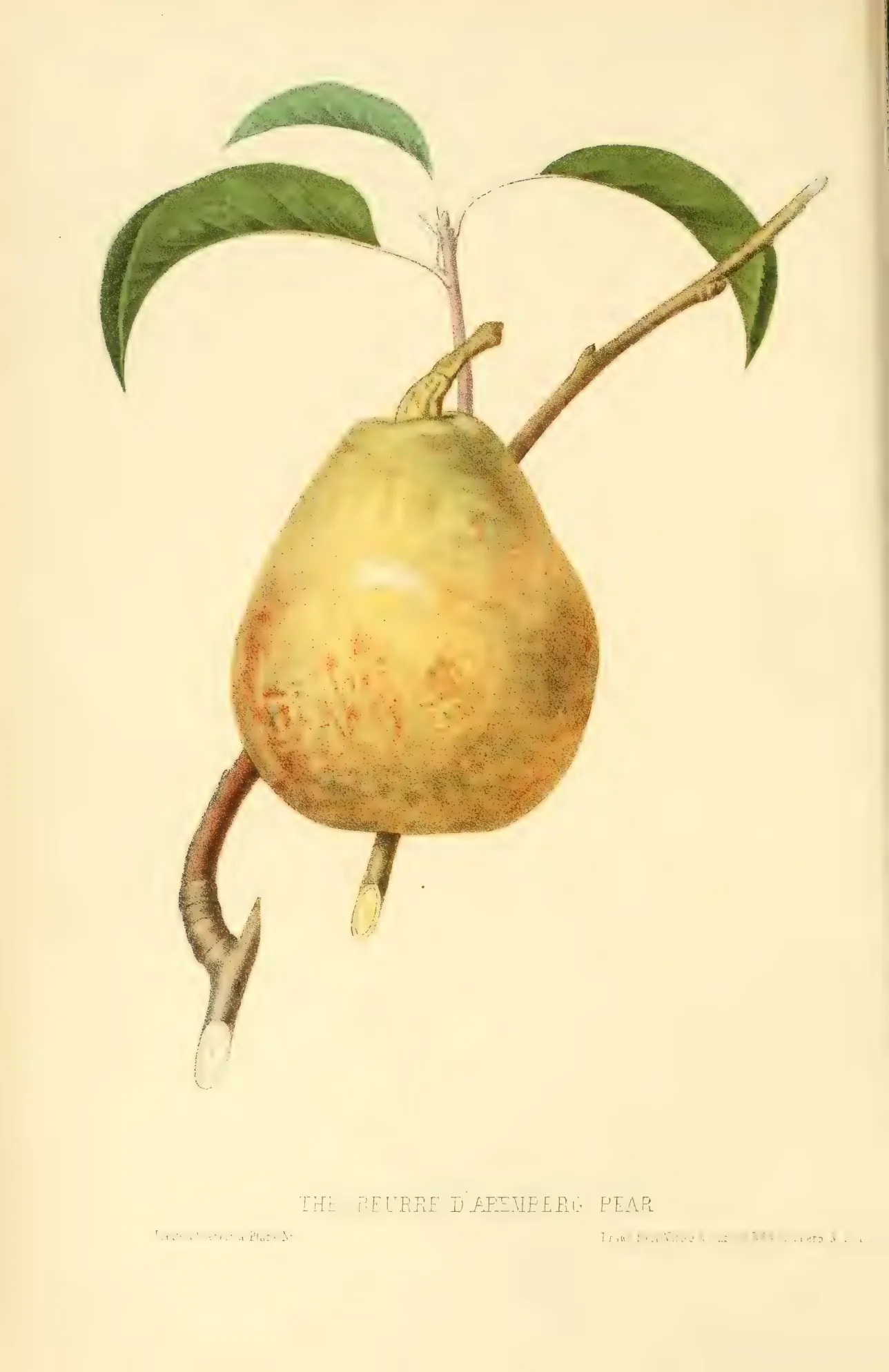 Illustration from Hovey, The Fruits of America (1852)