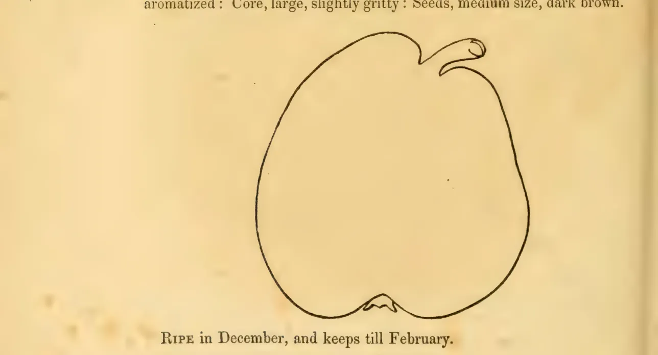 Illustration from Hovey, The Fruits of America (1852)